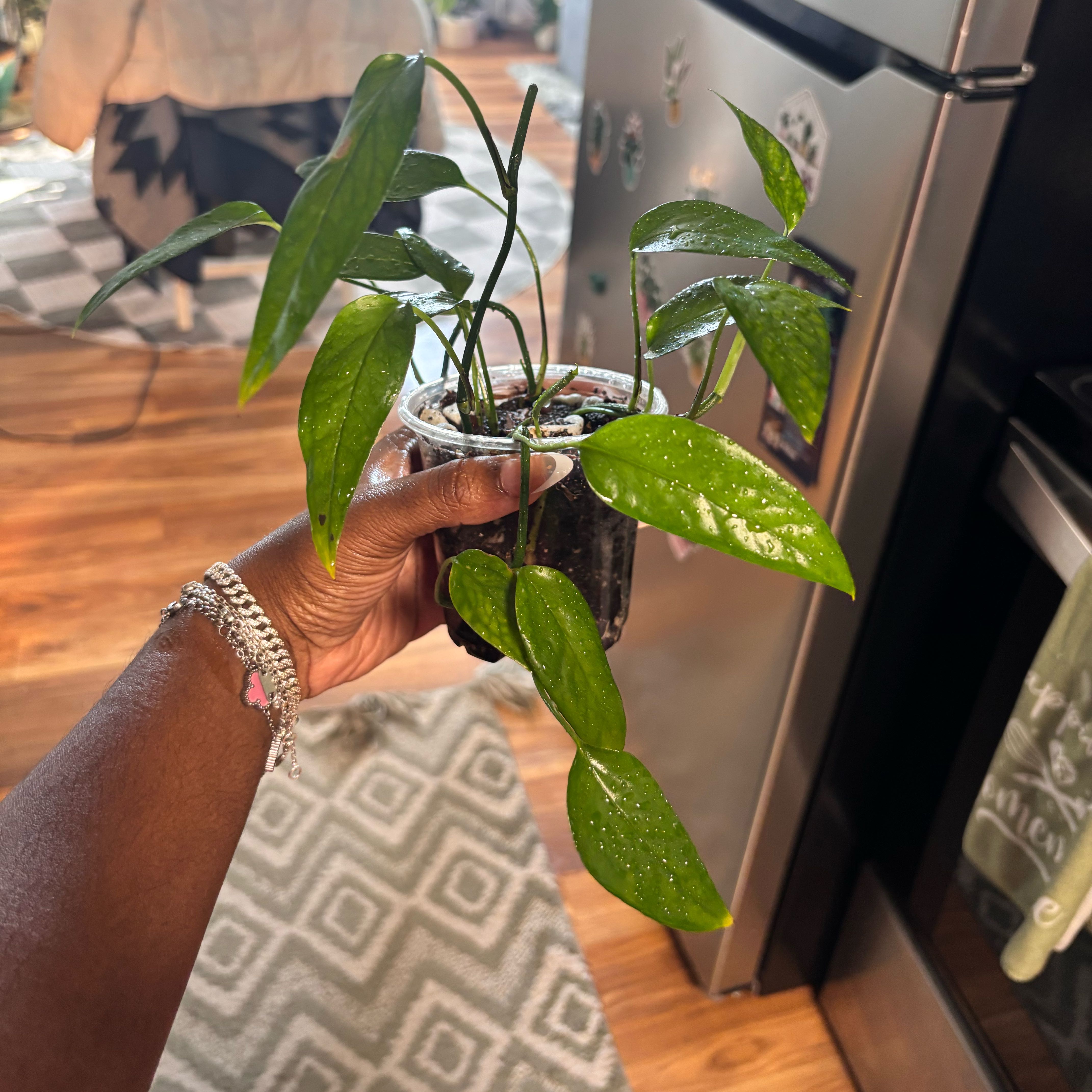 Photo of the plant species Skeleton Key Pothos by @Plant-princesss named Khaleesi on Greg, the plant care app