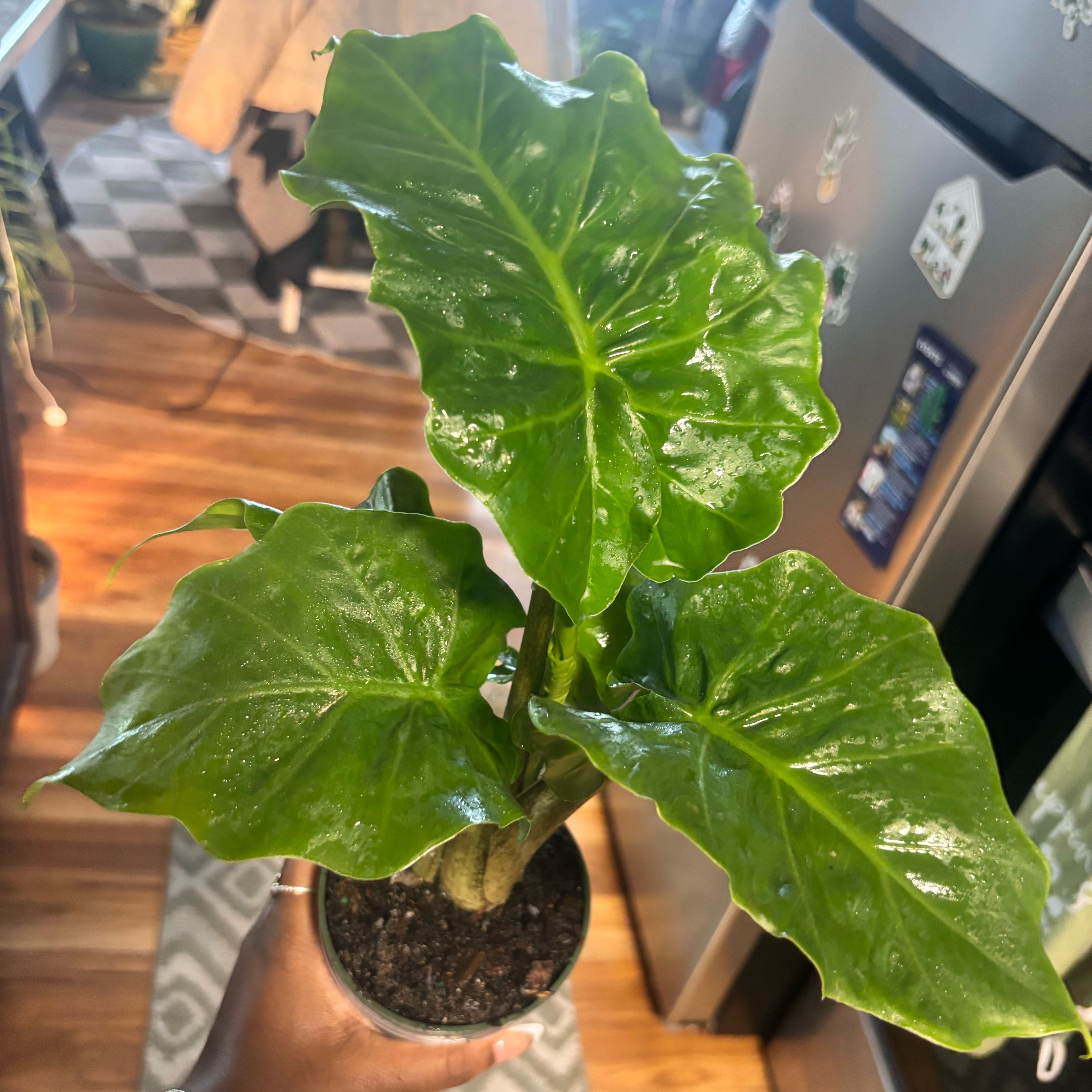 Photo of the plant species Alocasia 'Low Rider' by @Plant-princesss named Rihanna on Greg, the plant care app