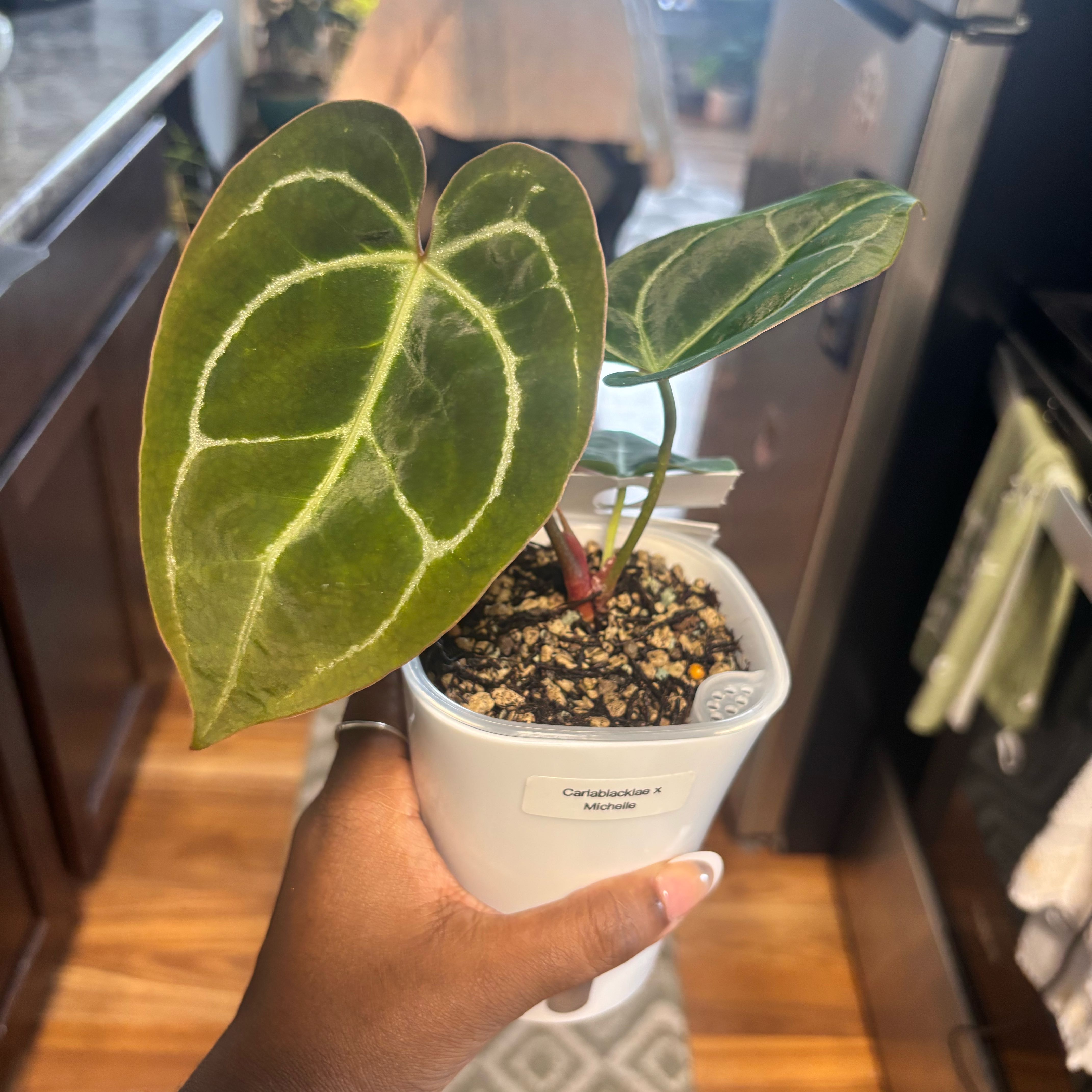 Photo of the plant species Anthurium Hybrid by @Plant-princesss named Curie on Greg, the plant care app