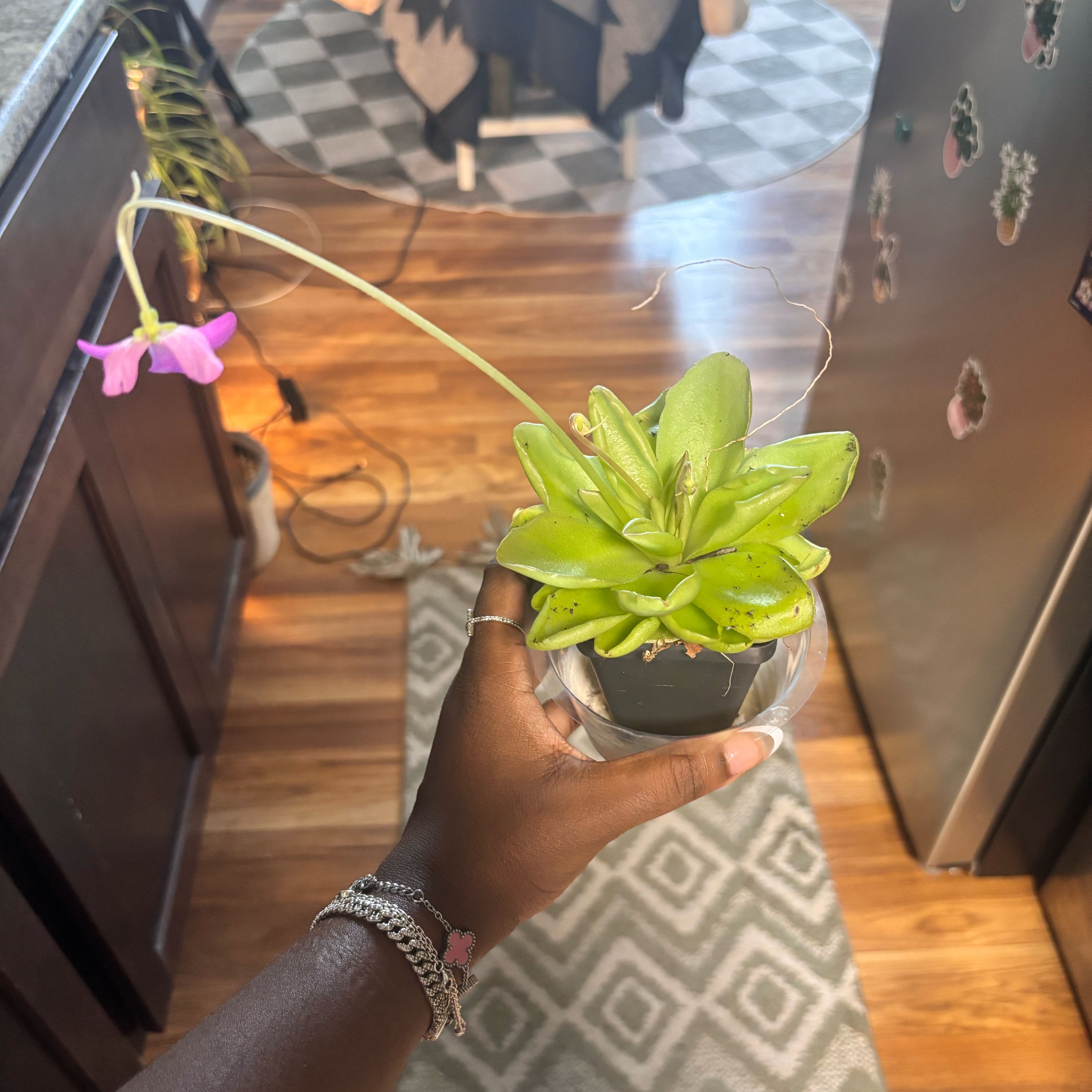 Photo of the plant species butterwort by @Plant-princesss named Spike Leaves on Greg, the plant care app