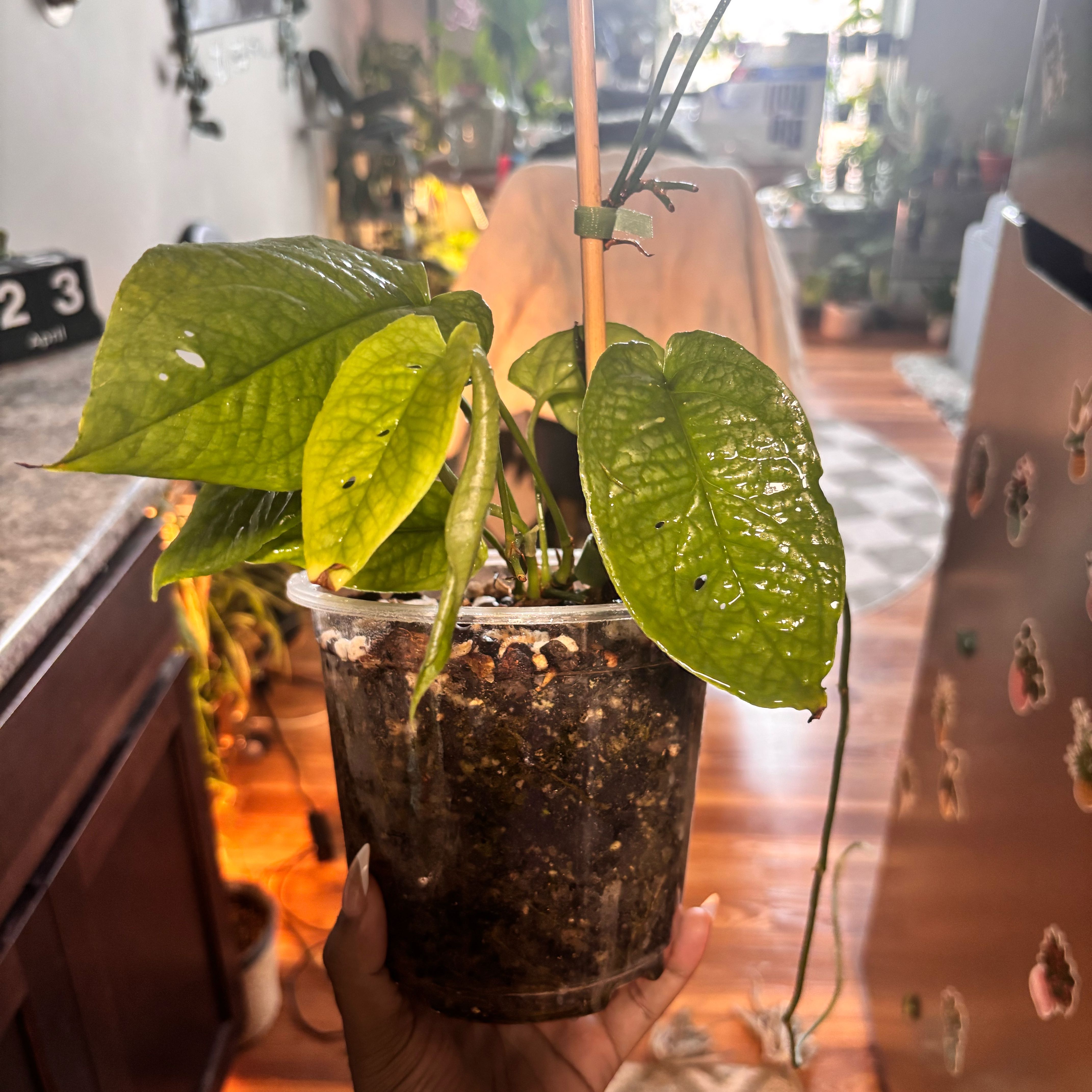Photo of the plant species Amydrium 'Spider Man' by @Plant-princesss named Lola on Greg, the plant care app
