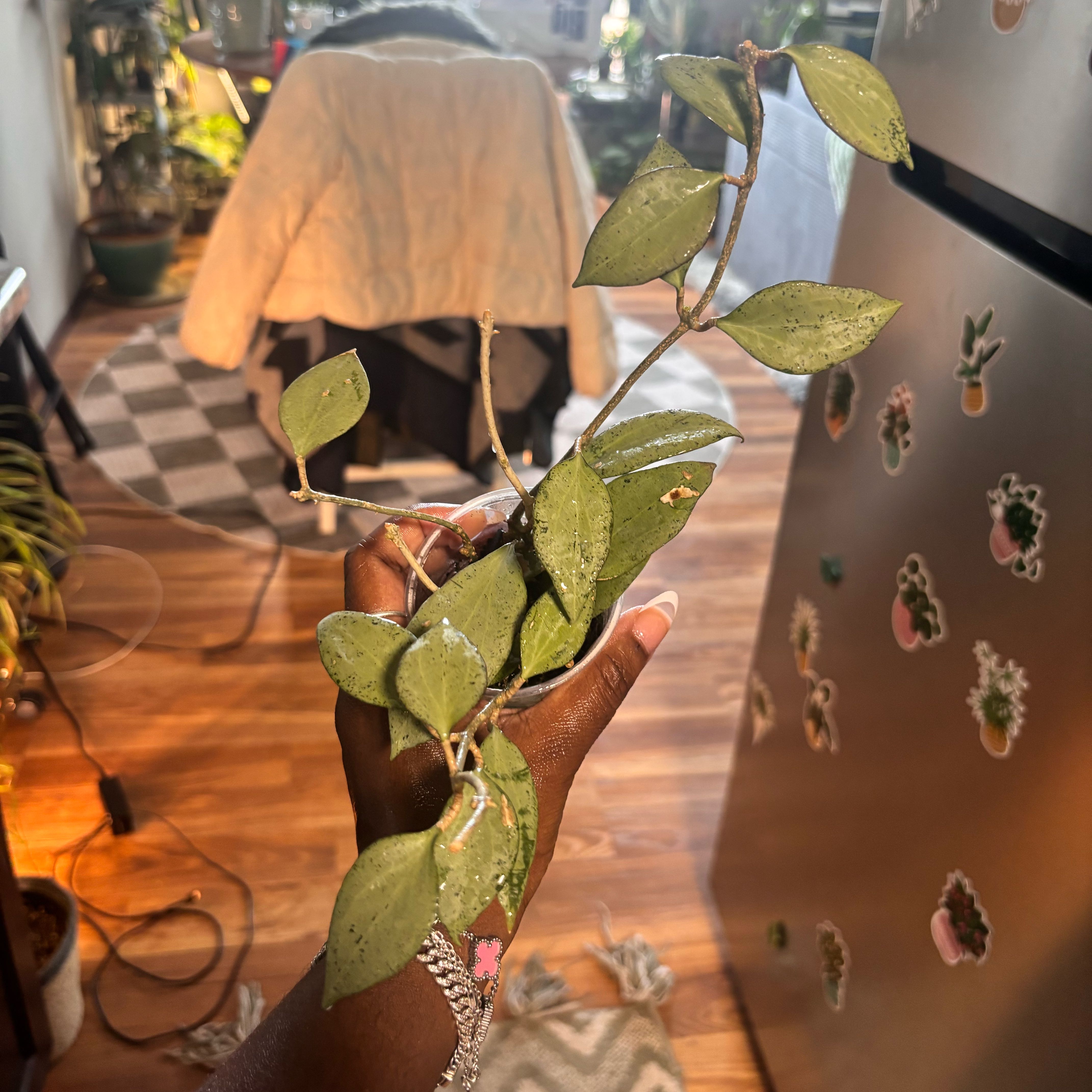 Photo of the plant species New Guinea Ghost Hoya by @Plant-princesss named Curie on Greg, the plant care app