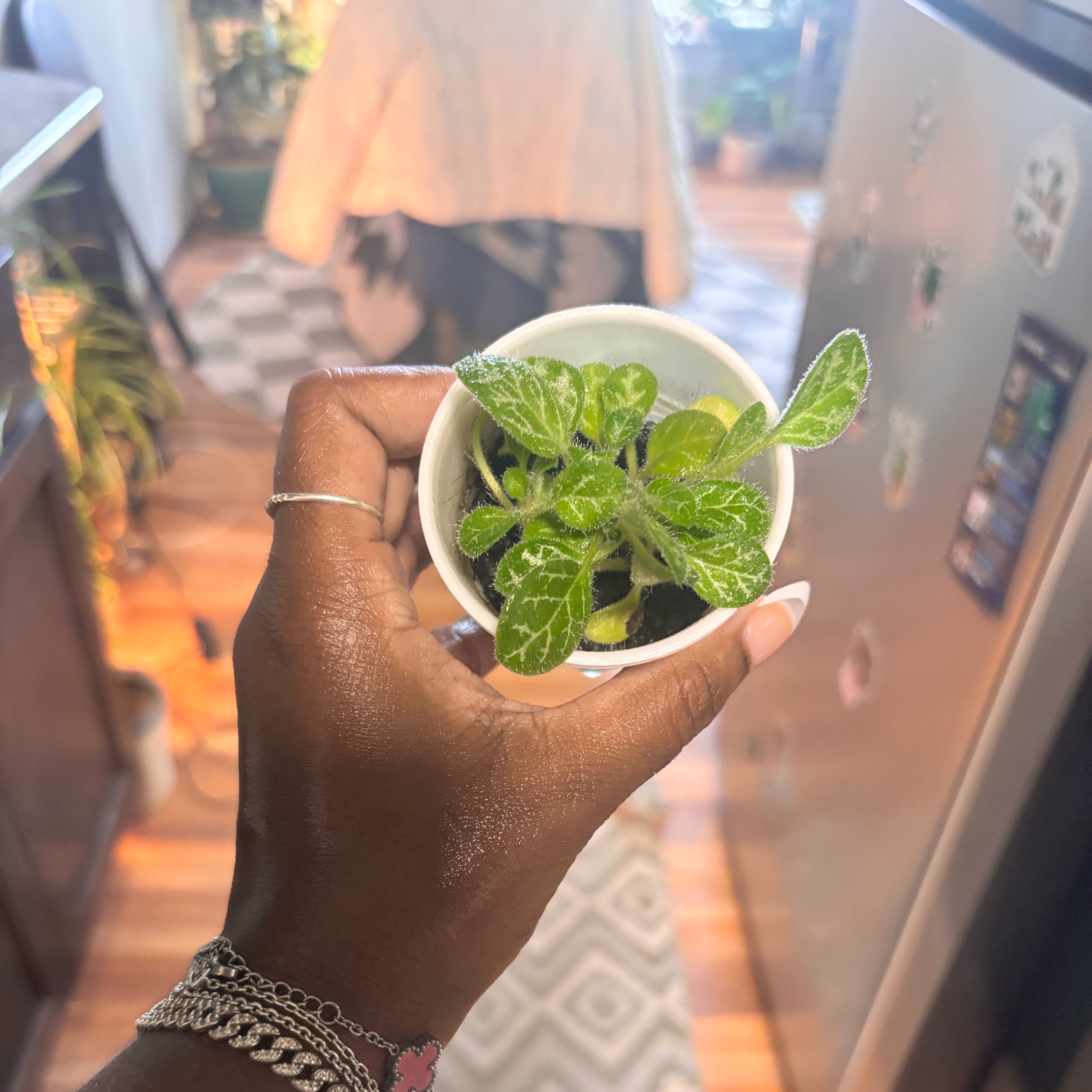 Photo of the plant species Streptocarpus 'Pretty Turtle' by @Plant-princesss named Sigmund on Greg, the plant care app