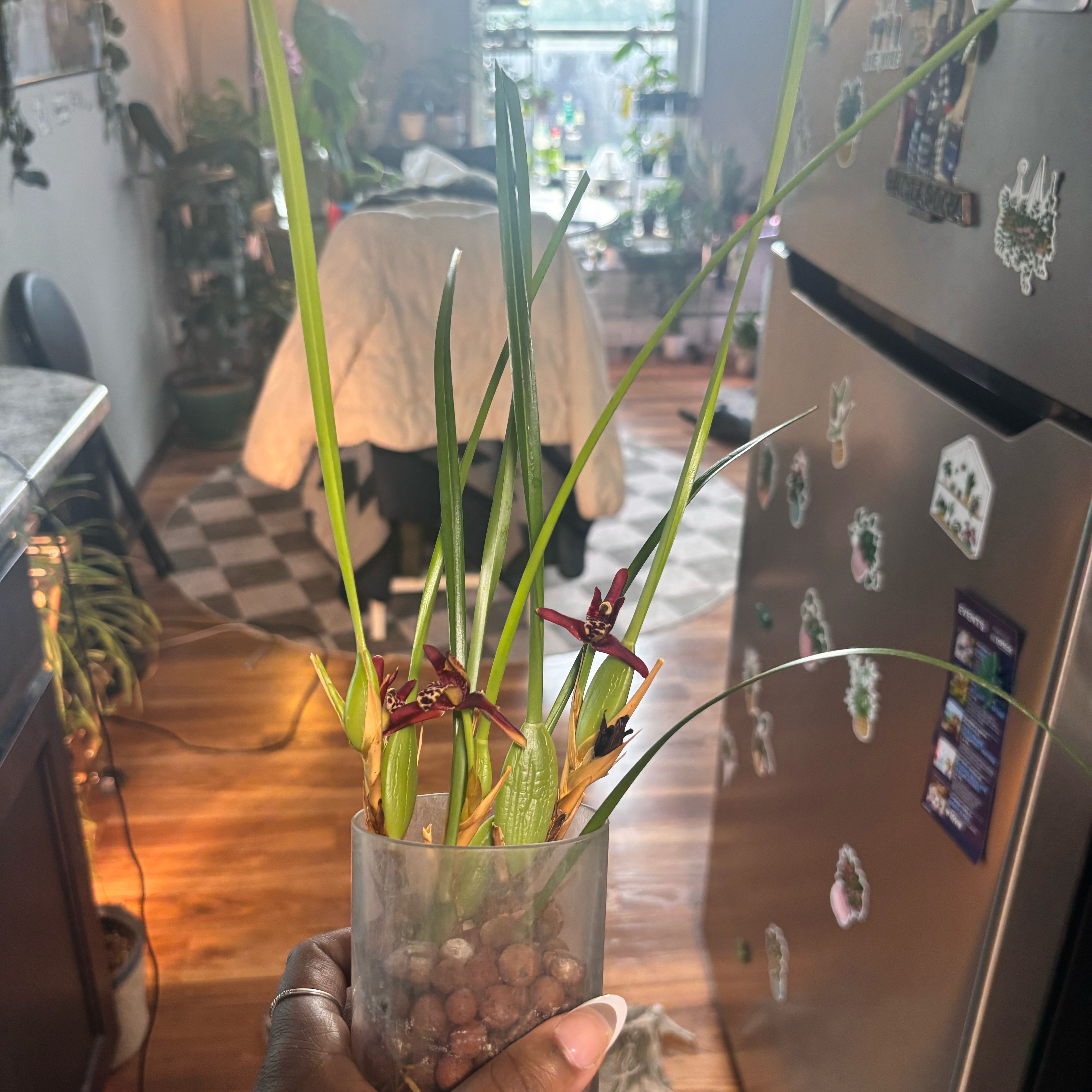 Photo of the plant species Coconut Orchid by @Plant-princesss named Walt on Greg, the plant care app