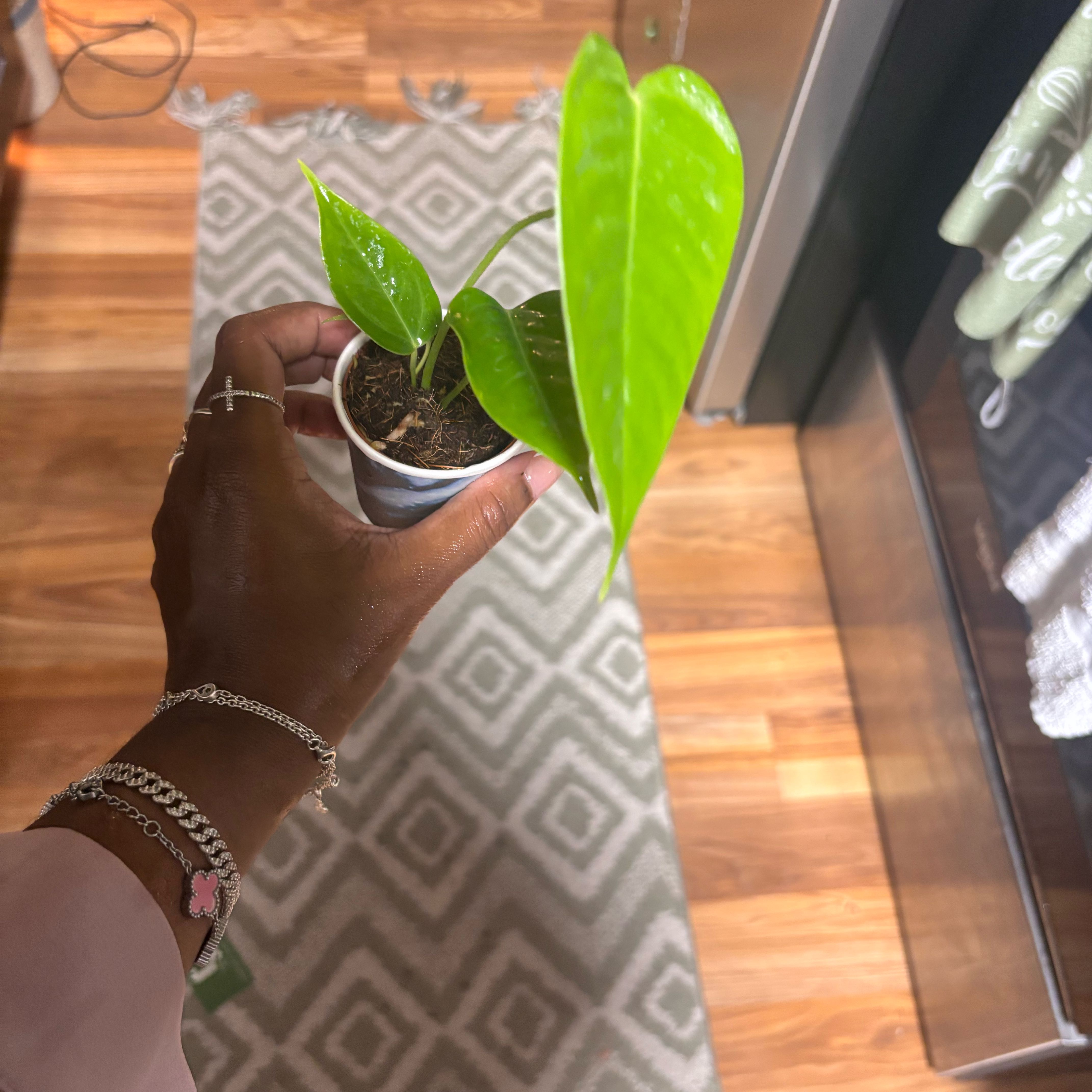 Photo of the plant species Anthurium veitchii by @Plant-princesss named Sonora on Greg, the plant care app