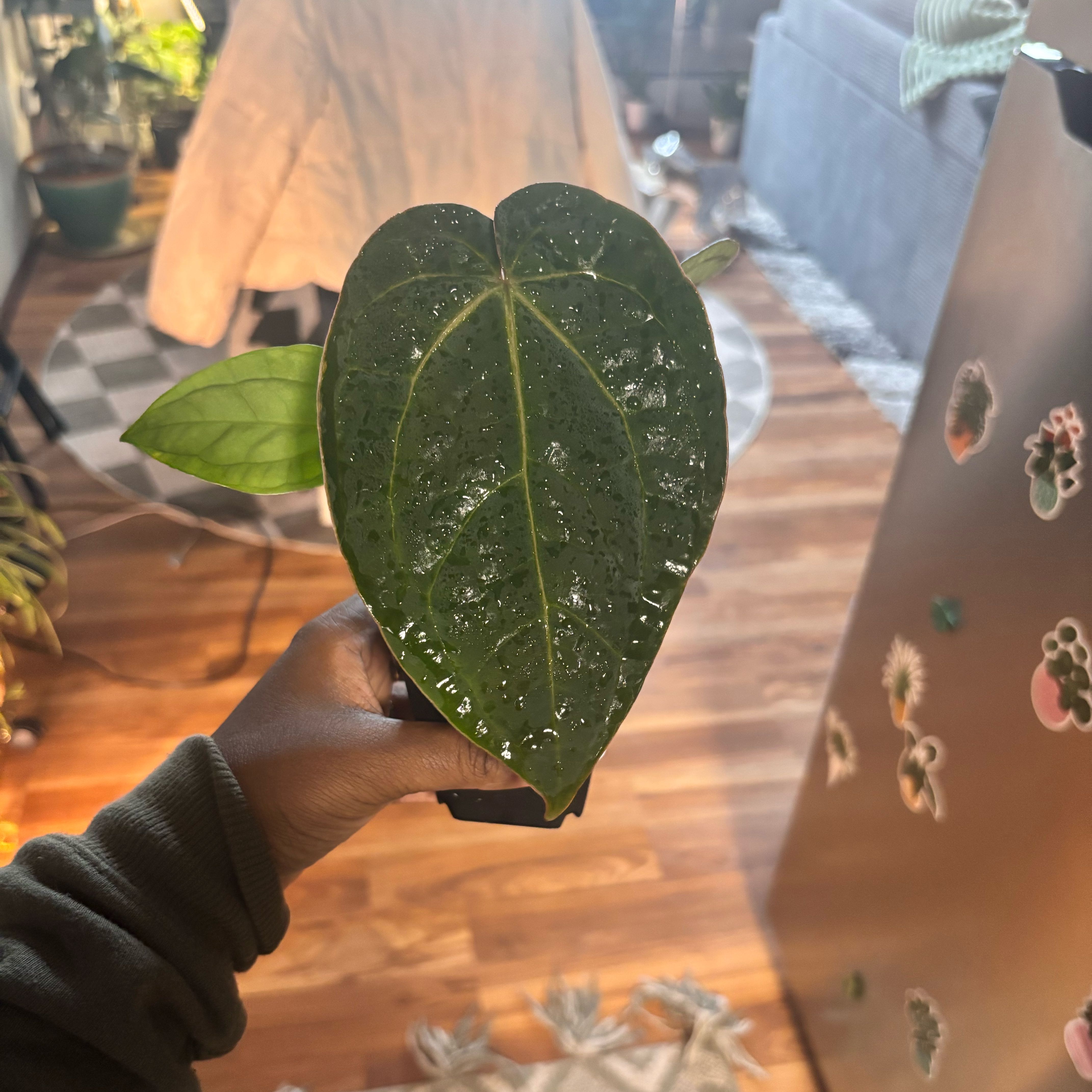 Photo of the plant species Anthurium Hybrid by @Plant-princesss named Bruce Lee on Greg, the plant care app