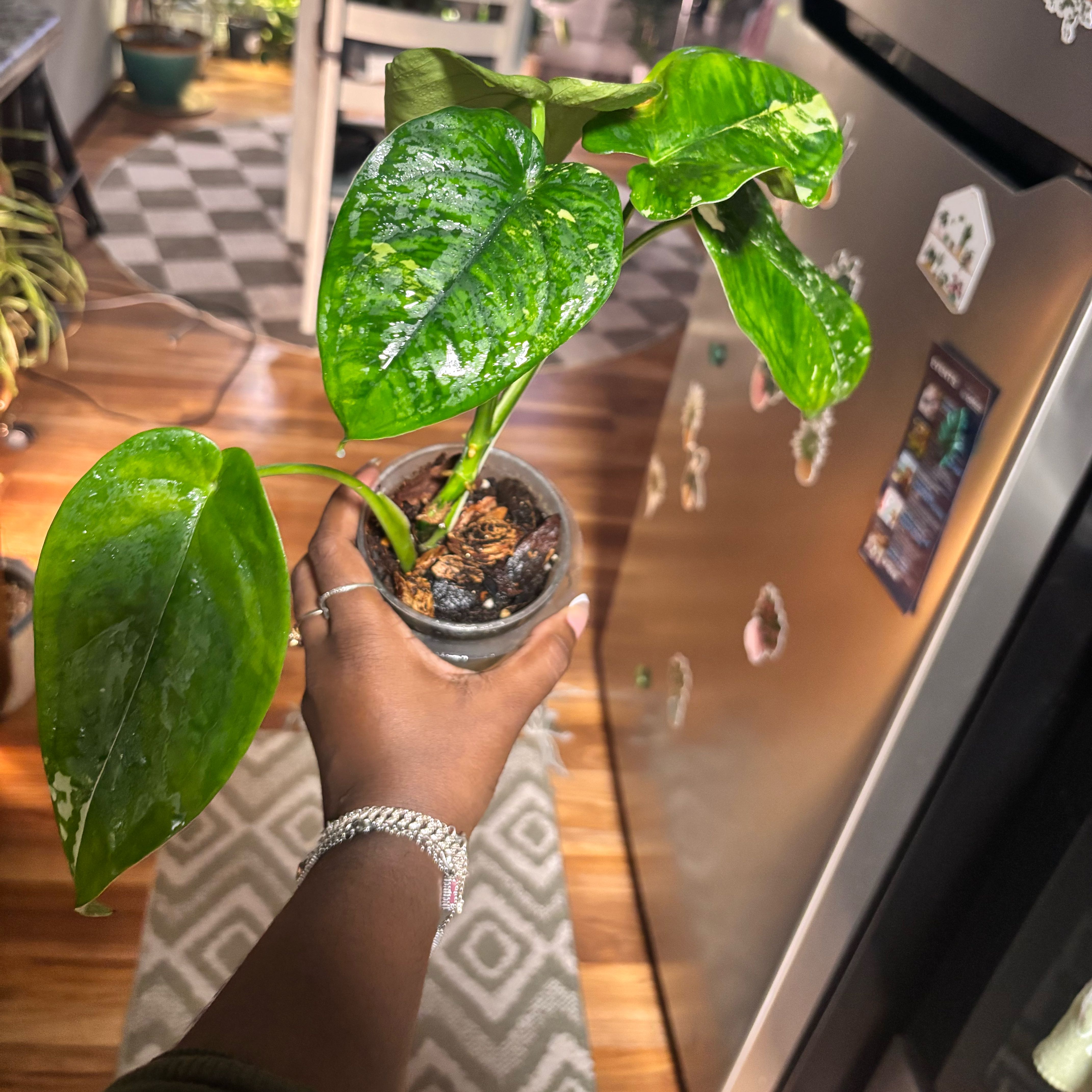 Photo of the plant species Variegated Chiapense by @Plant-princesss named James Dean on Greg, the plant care app
