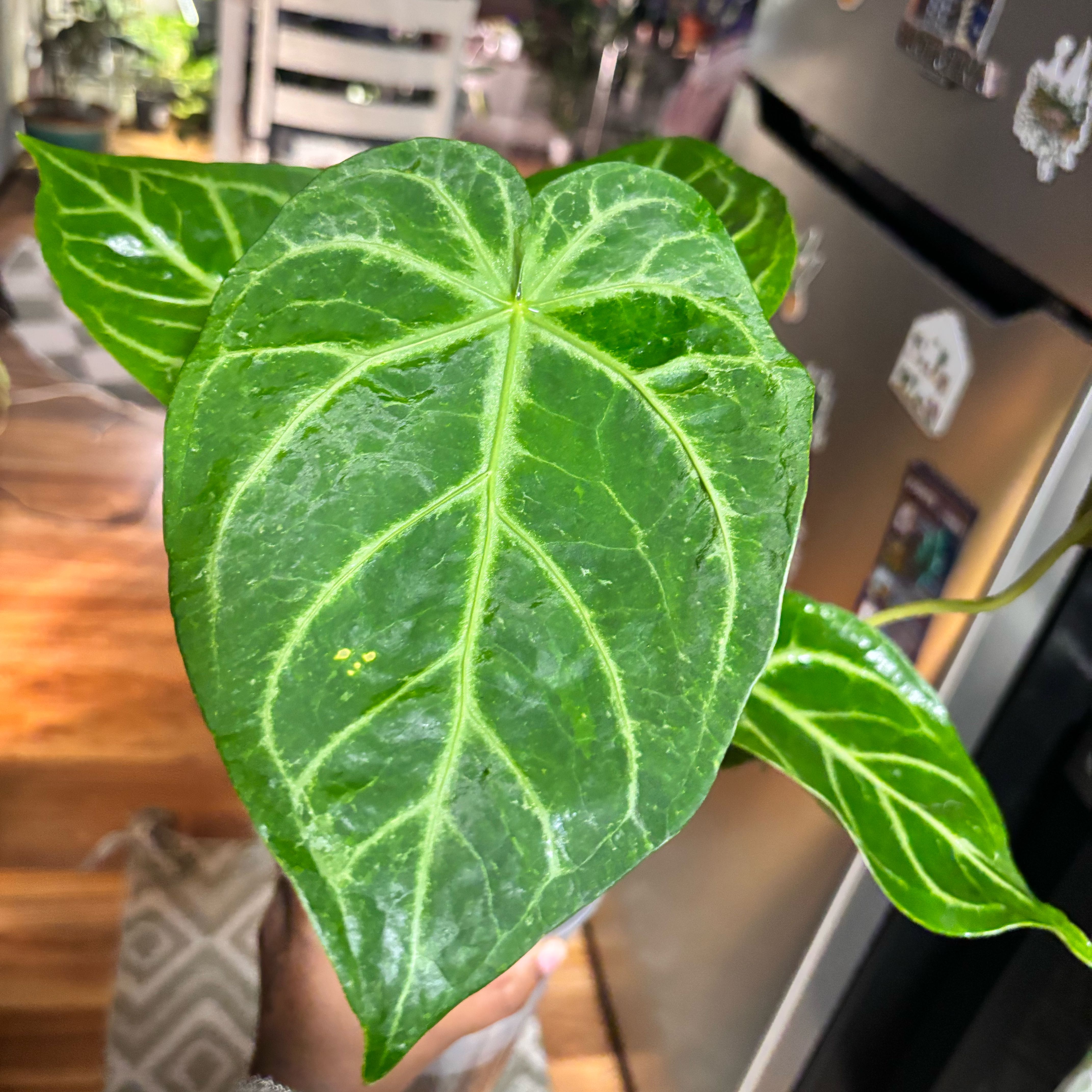 Photo of the plant species Anthurium magnificum x crystallinum by @Plant-princesss named Morgan Treeman on Greg, the plant care app