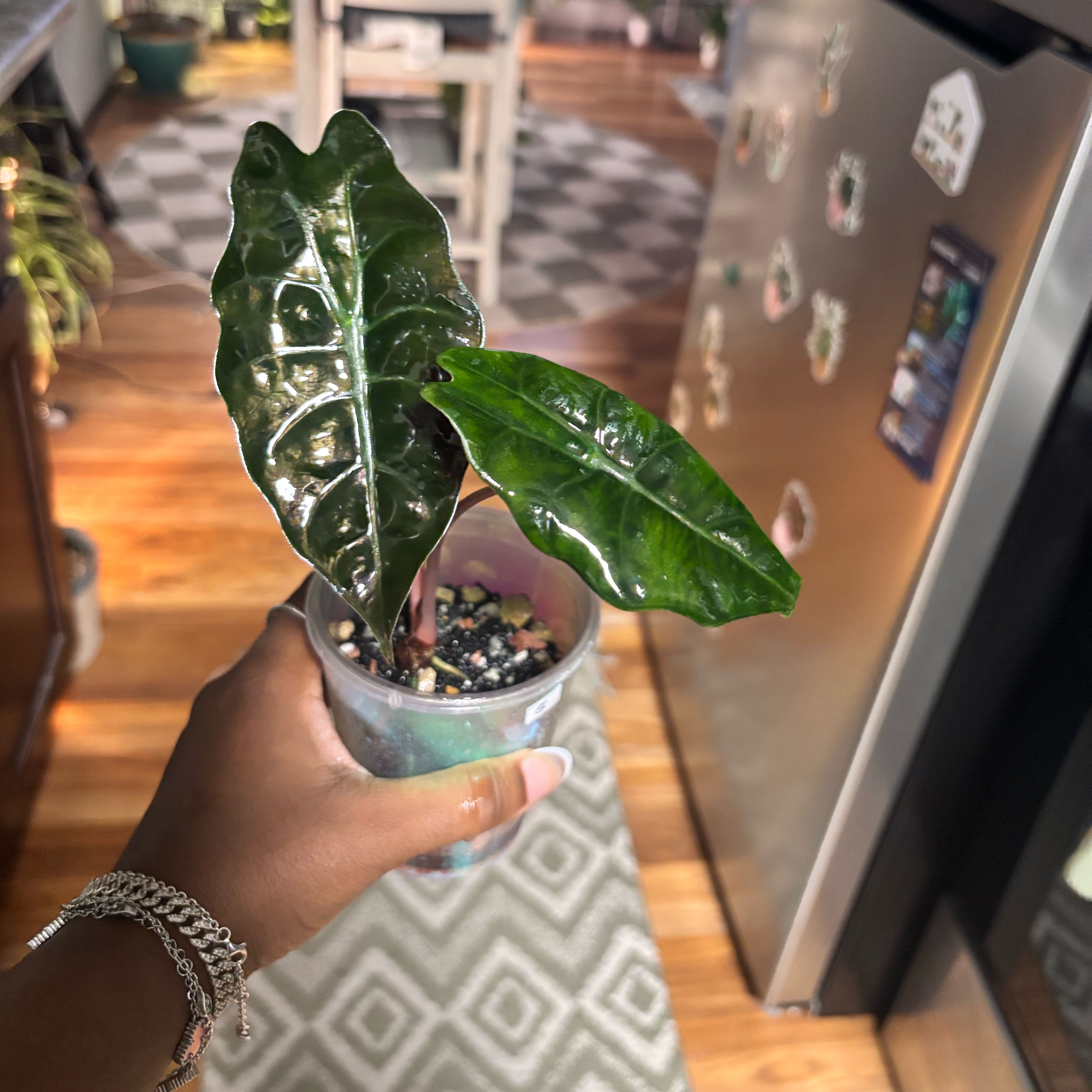 Photo of the plant species Alocasia by @Plant-princesss named Gomez on Greg, the plant care app