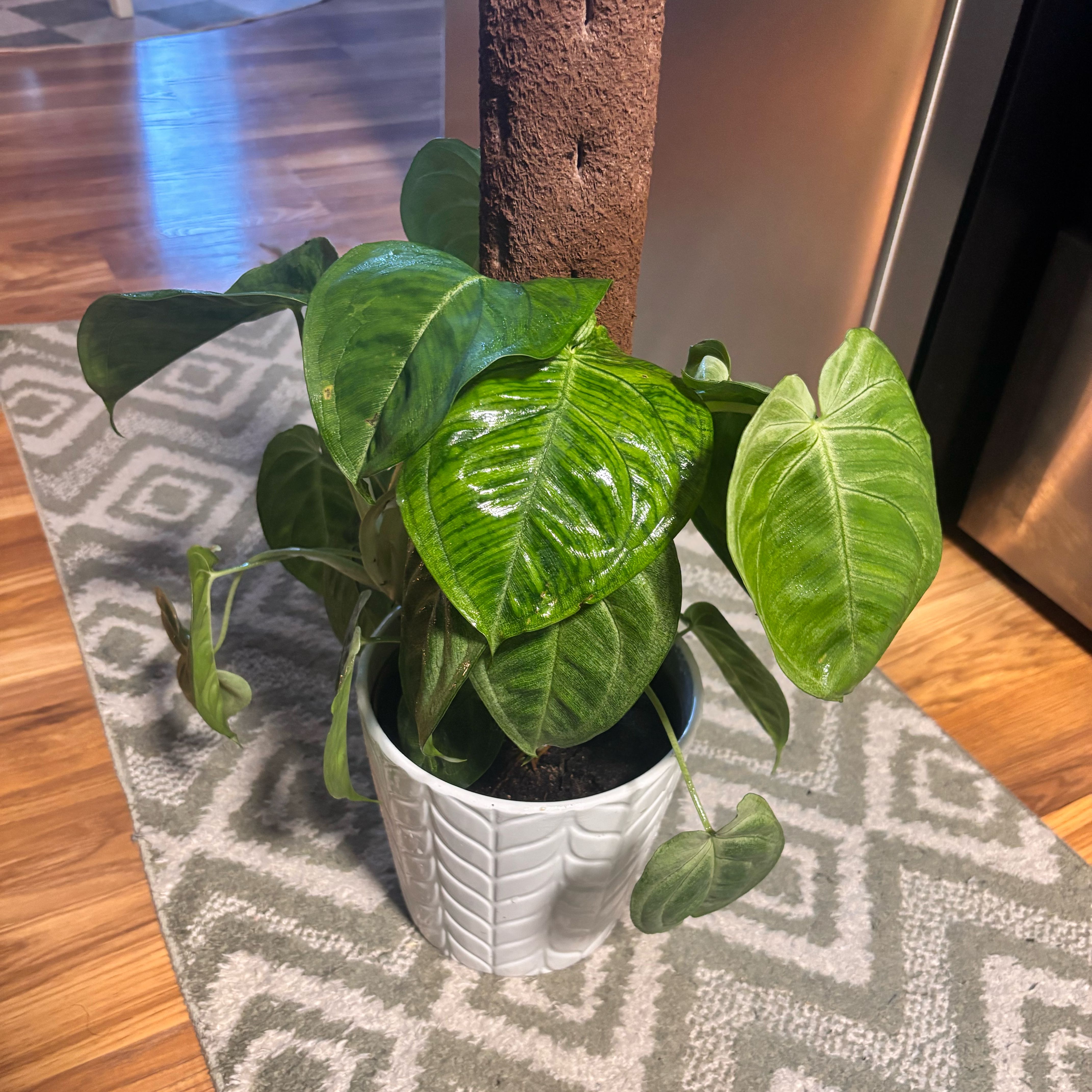 Photo of the plant species Syngonium Frosted Heart by @Plant-princesss named Kesha on Greg, the plant care app