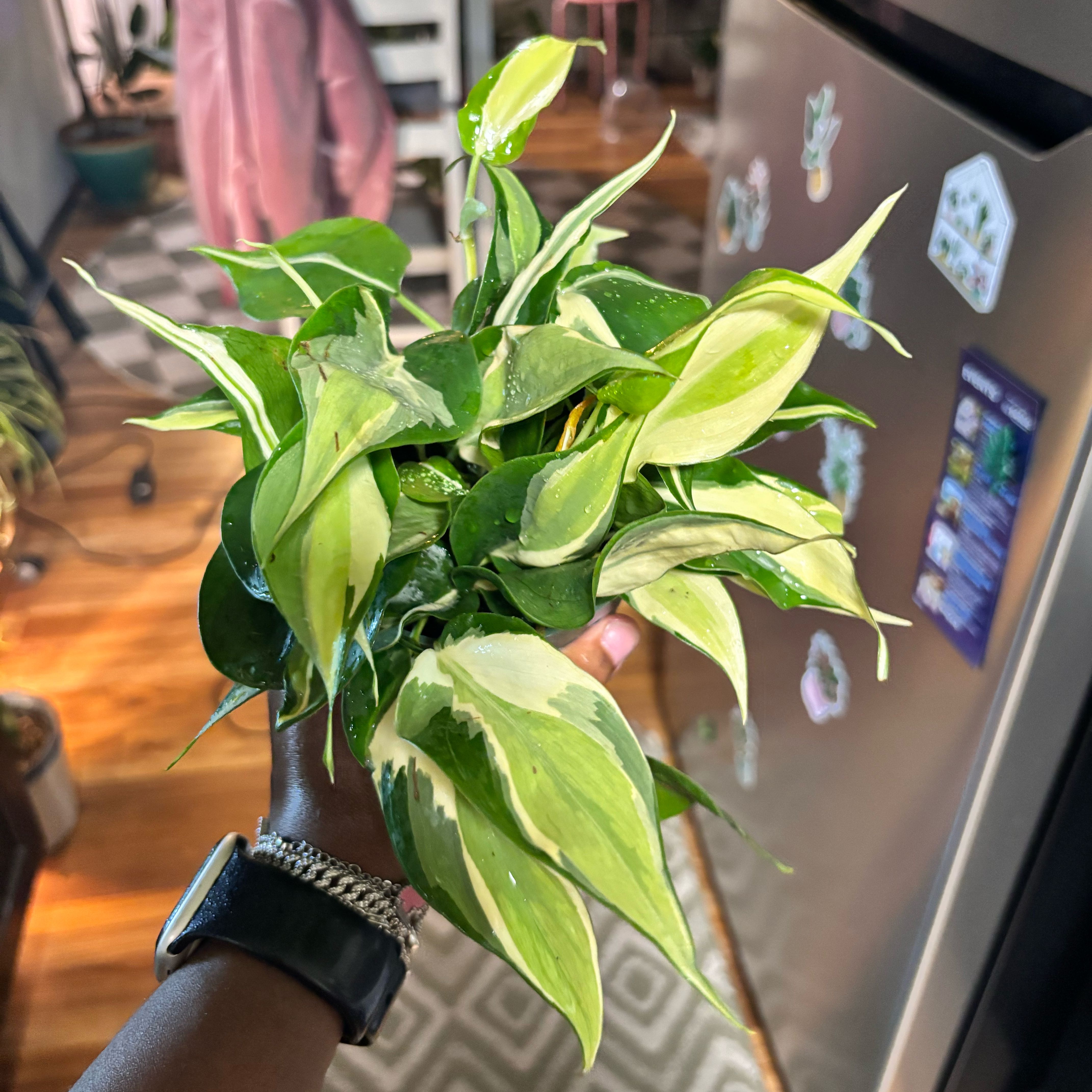 Photo of the plant species Philodendron cream splash by @Plant-princesss named da Vinci on Greg, the plant care app