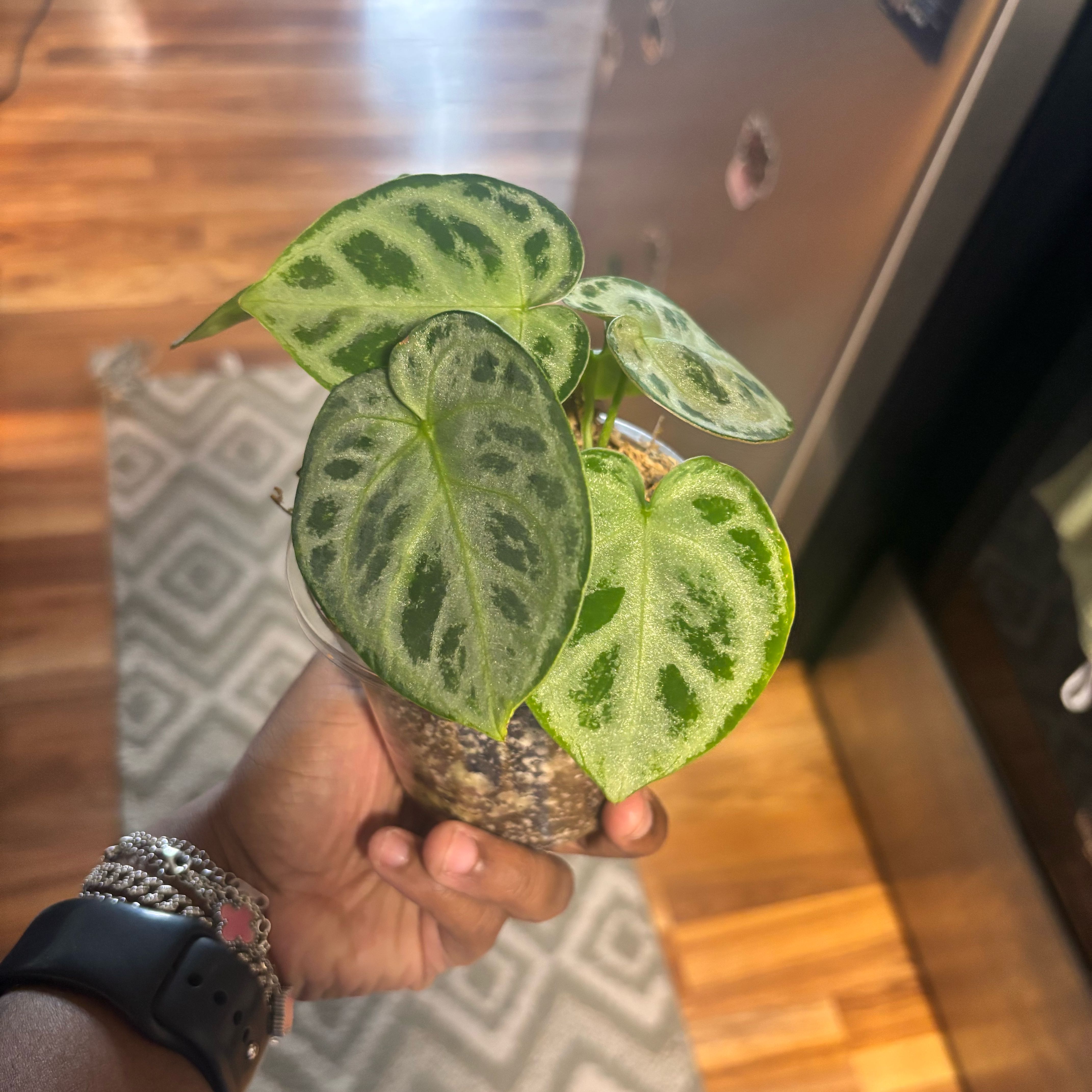 Photo of the plant species Anthurium Doriyaki by @Plant-princesss named Zion on Greg, the plant care app