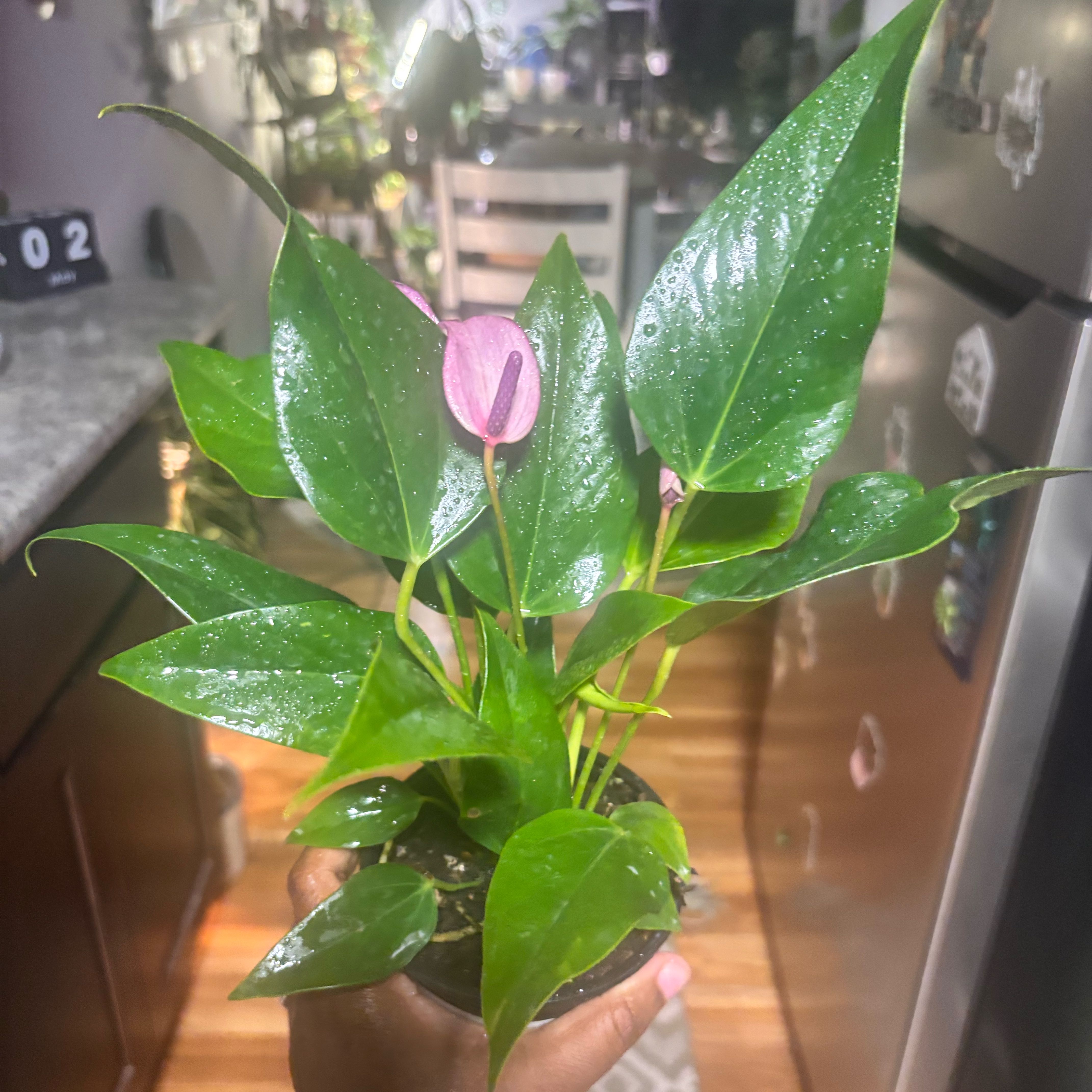 Photo of the plant species Anthurium Purple by @Plant-princesss named Eva on Greg, the plant care app