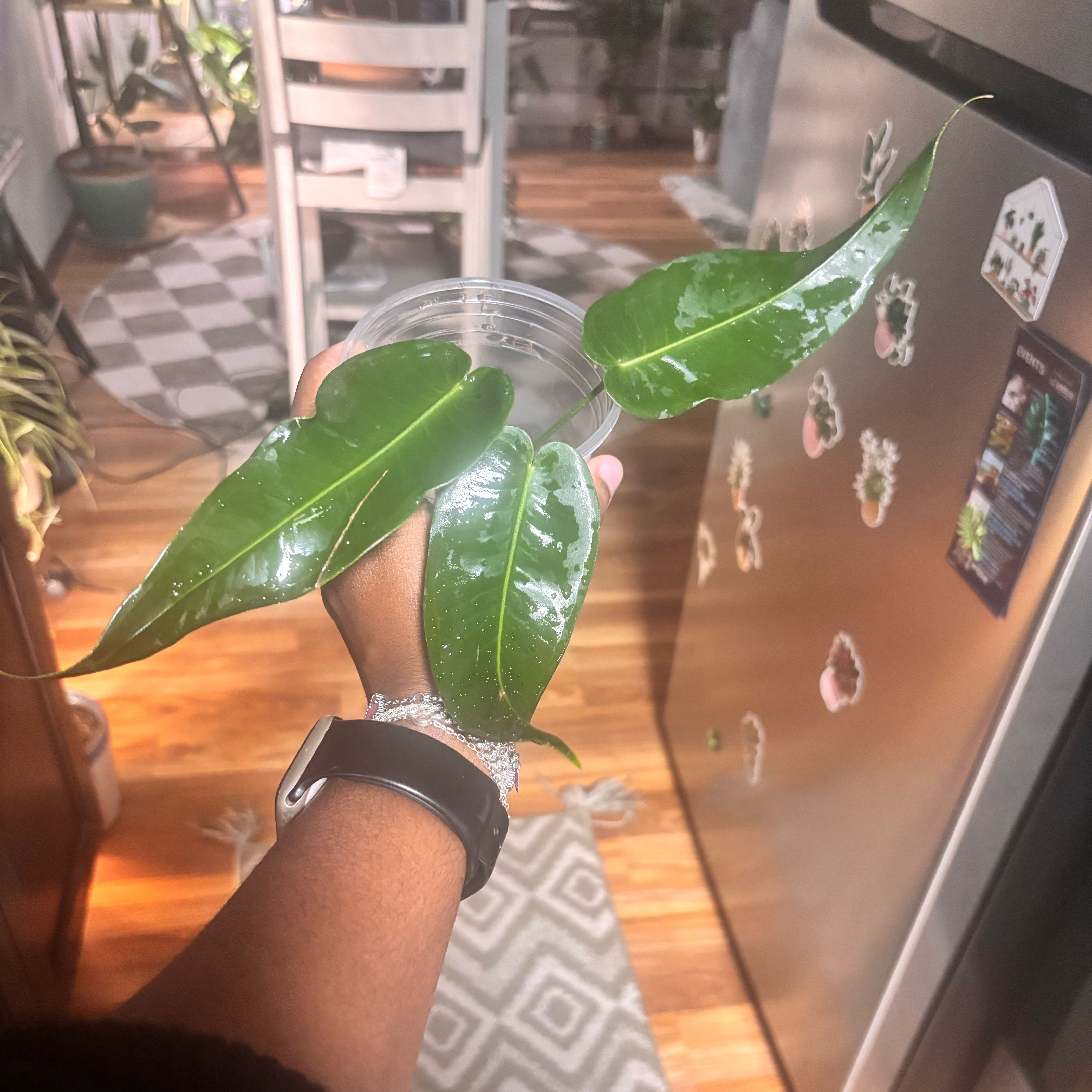 Photo of the plant species Anthurium by @Plant-princesss named Drake on Greg, the plant care app