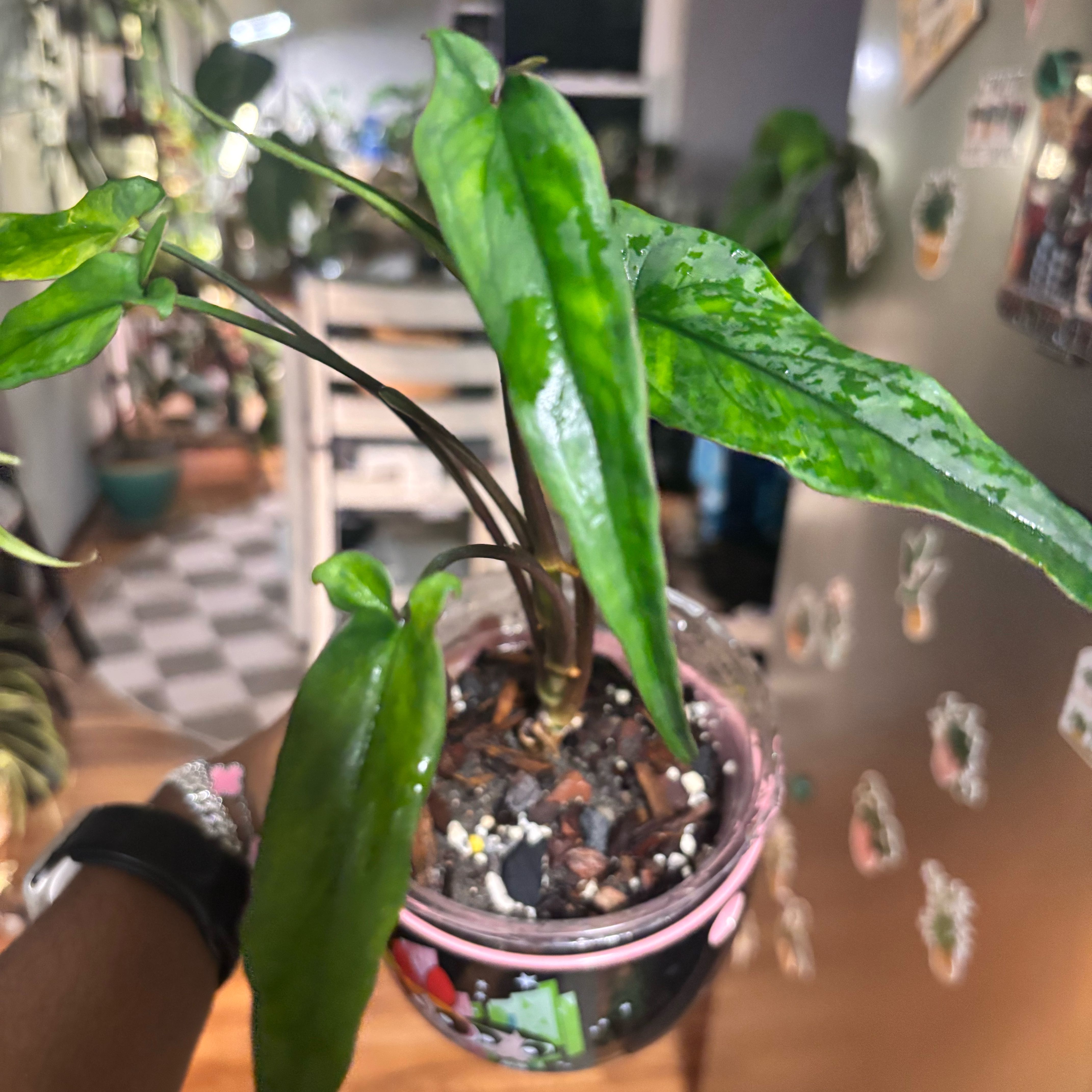 Photo of the plant species Syngonium 'Lance Leaf' by @Plant-princesss named Marilyn on Greg, the plant care app