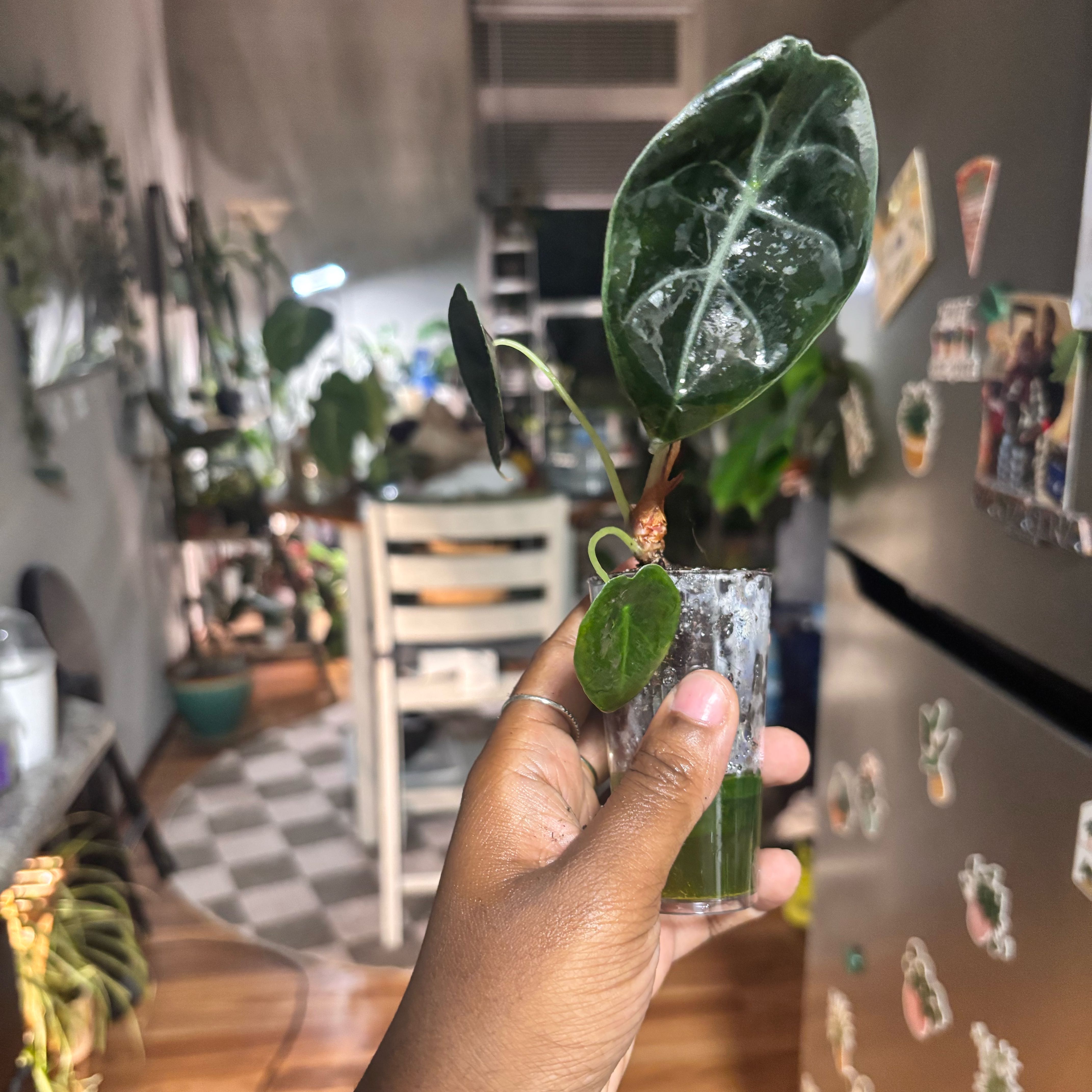 Photo of the plant species Alocasia sedenii by @Plant-princesss named Beckham on Greg, the plant care app