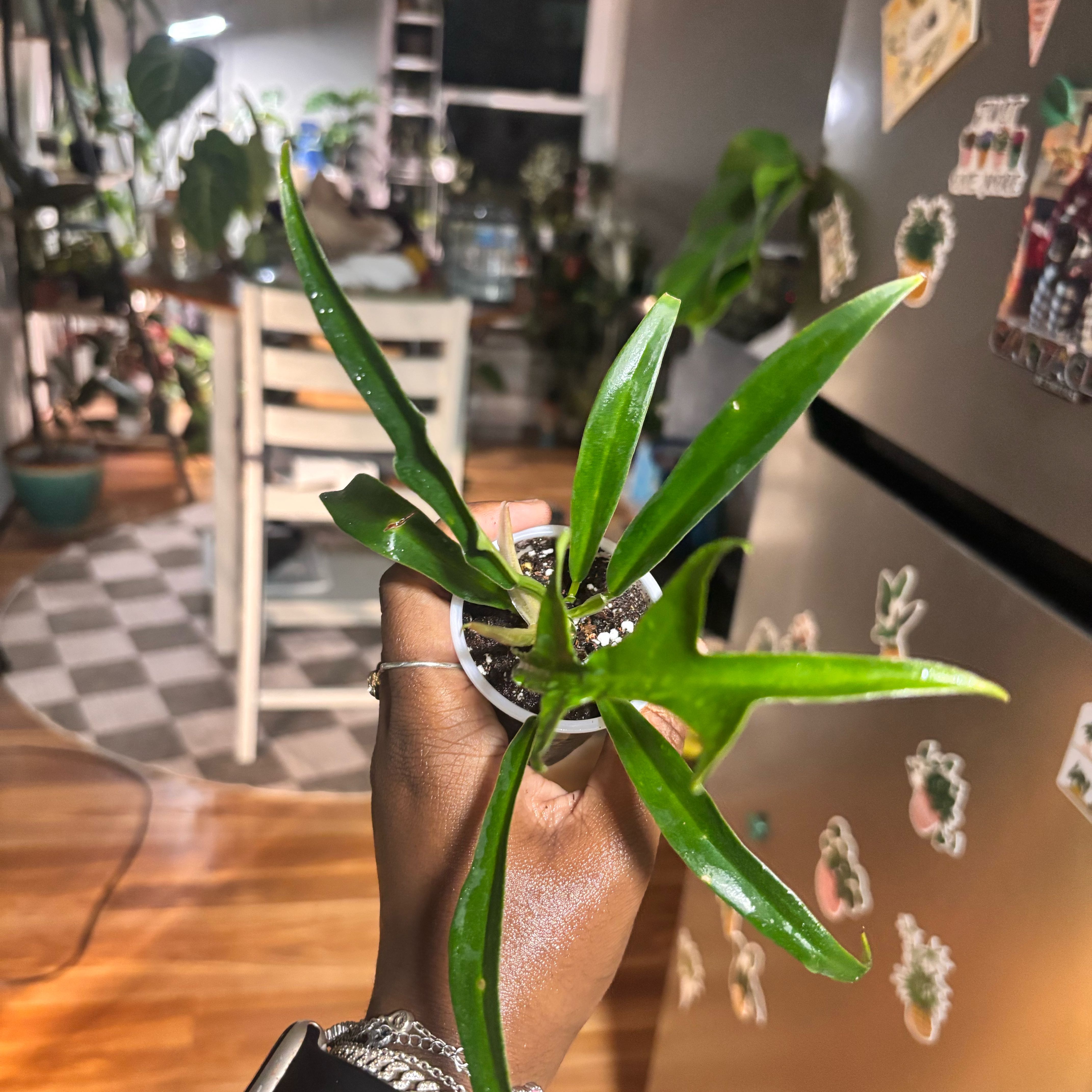 Photo of the plant species Philodendron tortum by @Plant-princesss named Walt on Greg, the plant care app