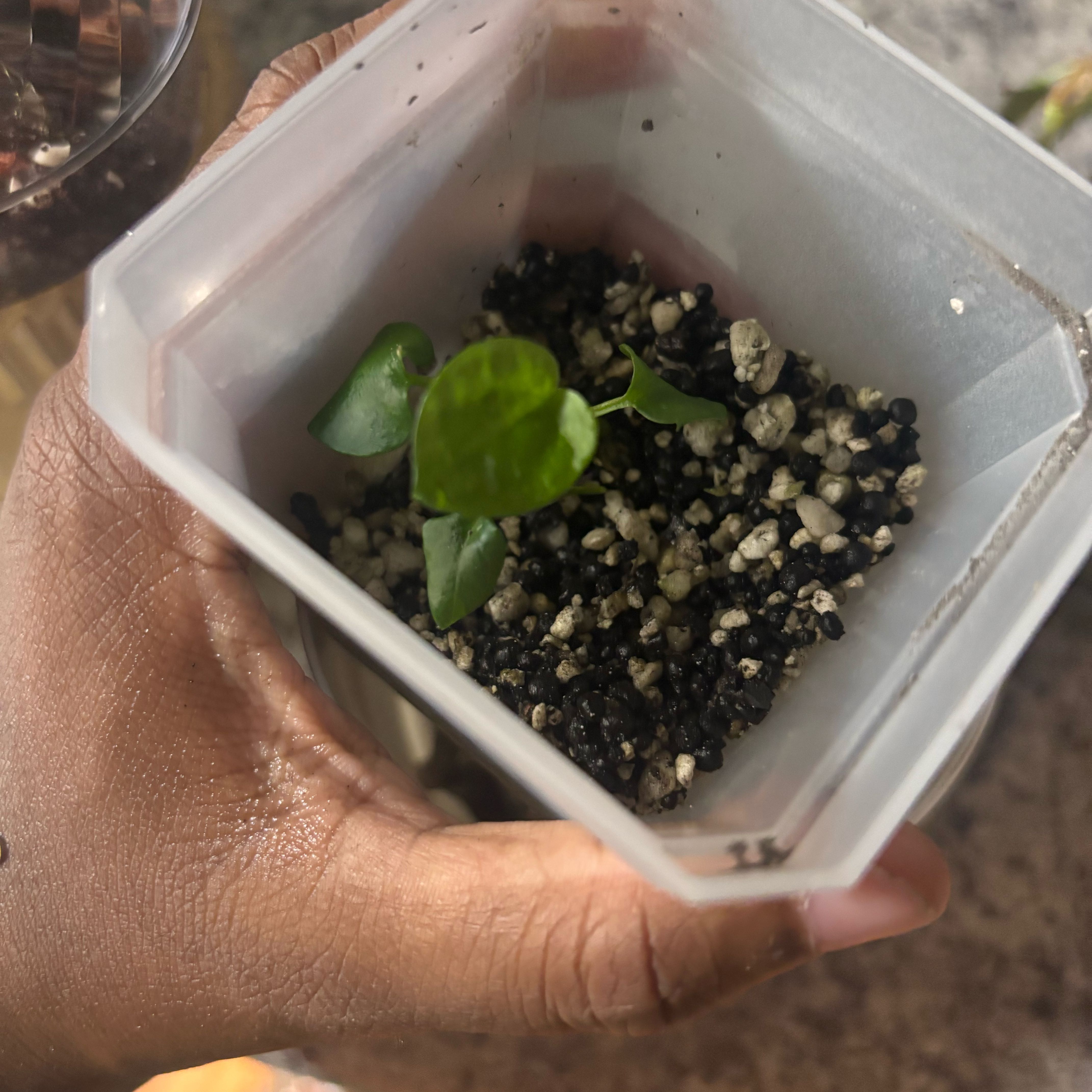 Photo of the plant species Anthurium 'Black Magic' by @Plant-princesss named Bruce Lee on Greg, the plant care app