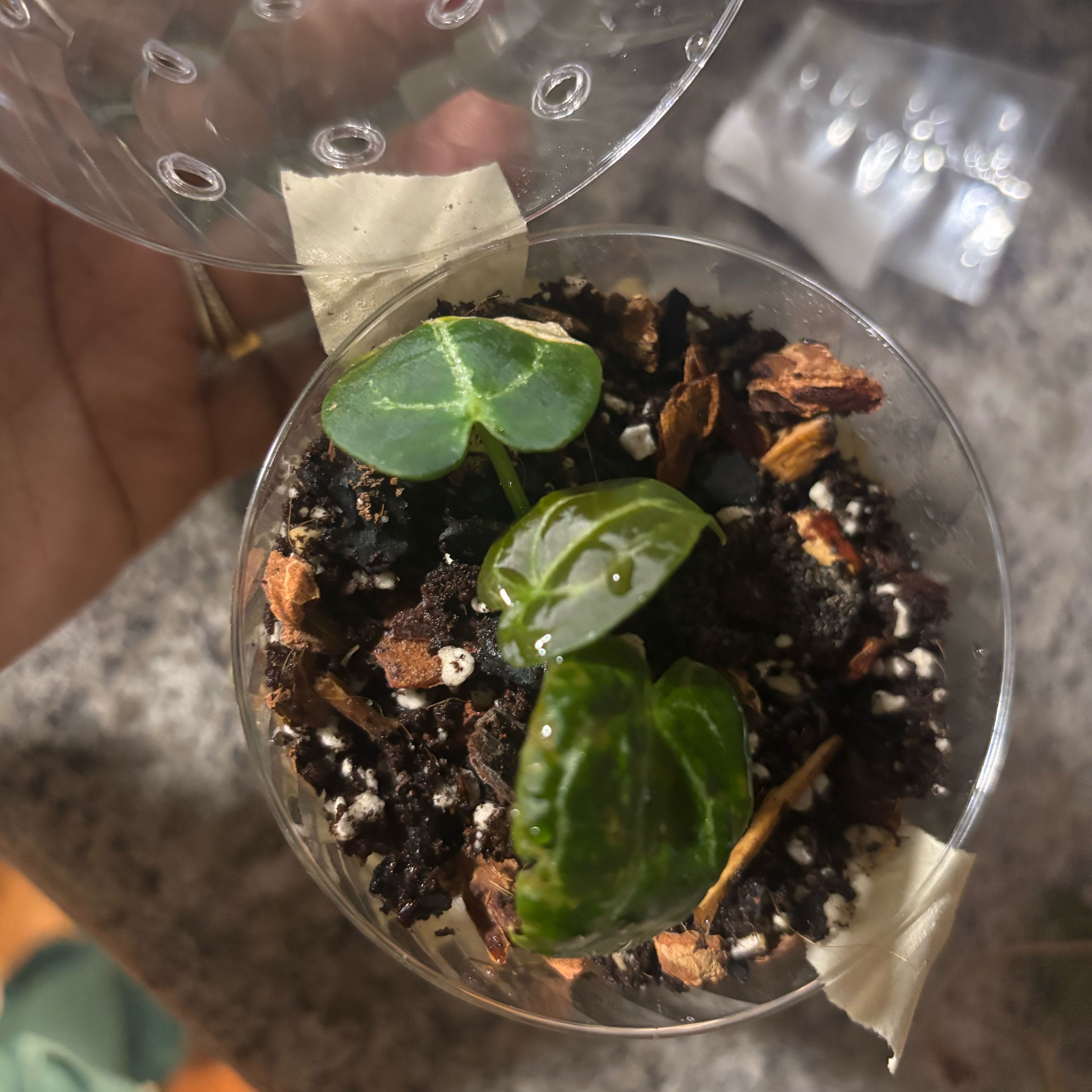 Photo of the plant species Anthurium forgetii by @Plant-princesss named Harmony on Greg, the plant care app