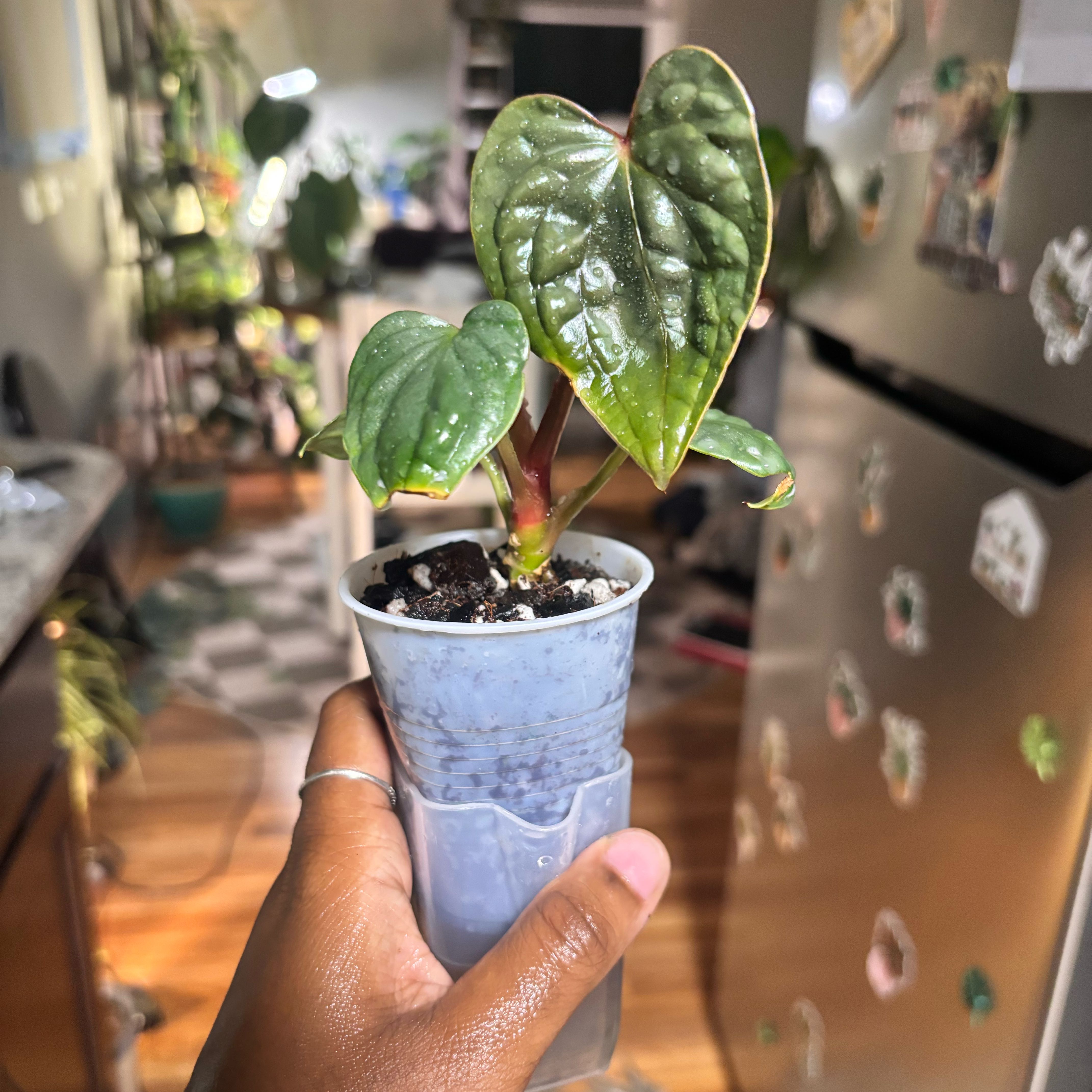 Photo of the plant species Anthurium Luxurians by @Plant-princesss named Surya on Greg, the plant care app