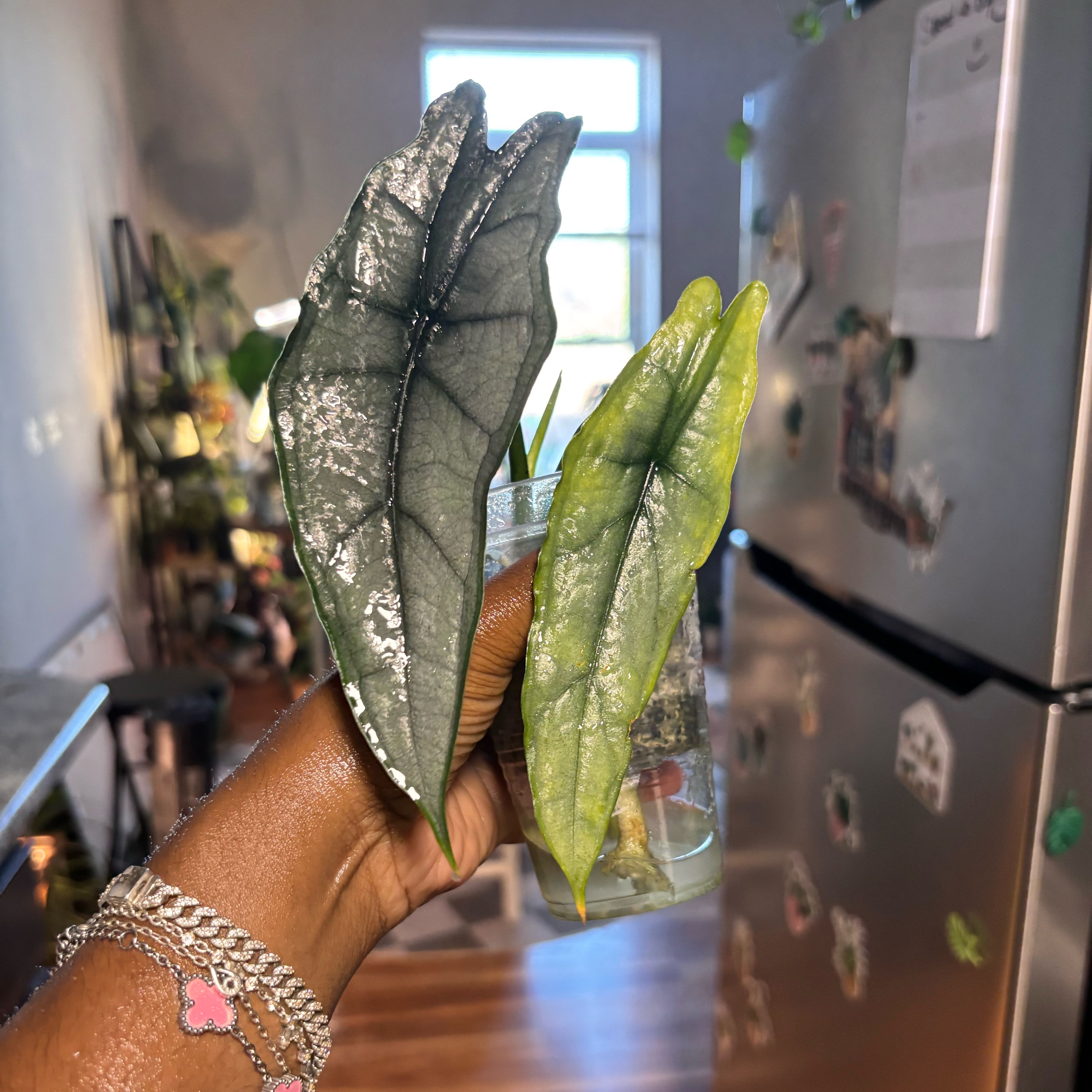 Photo of the plant species Alocasia dragons breath by @Plant-princesss named Muhammad Ali on Greg, the plant care app