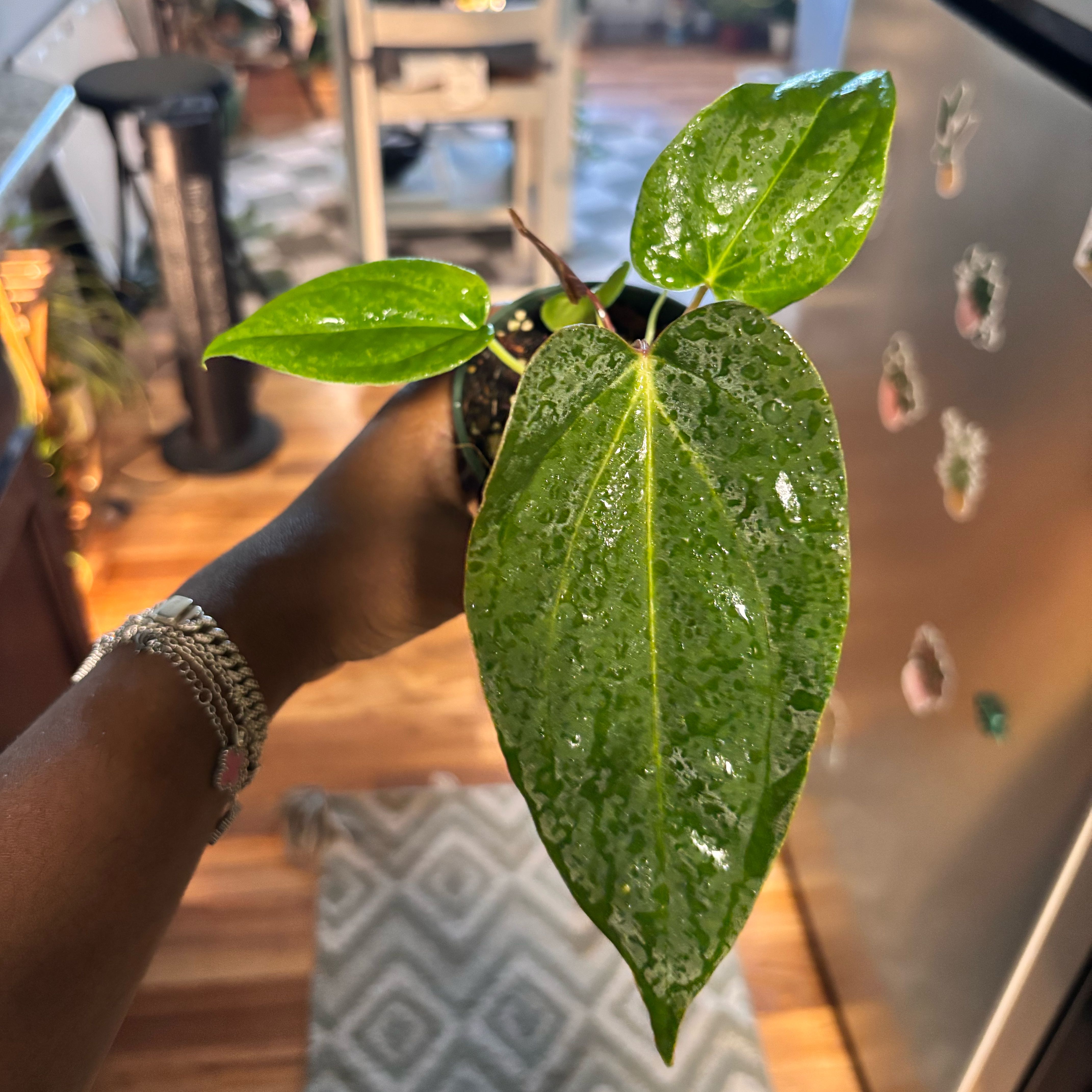 Photo of the plant species Anthurium Magnificum x Ace of Spades Dark by @Plant-princesss named Einstein on Greg, the plant care app