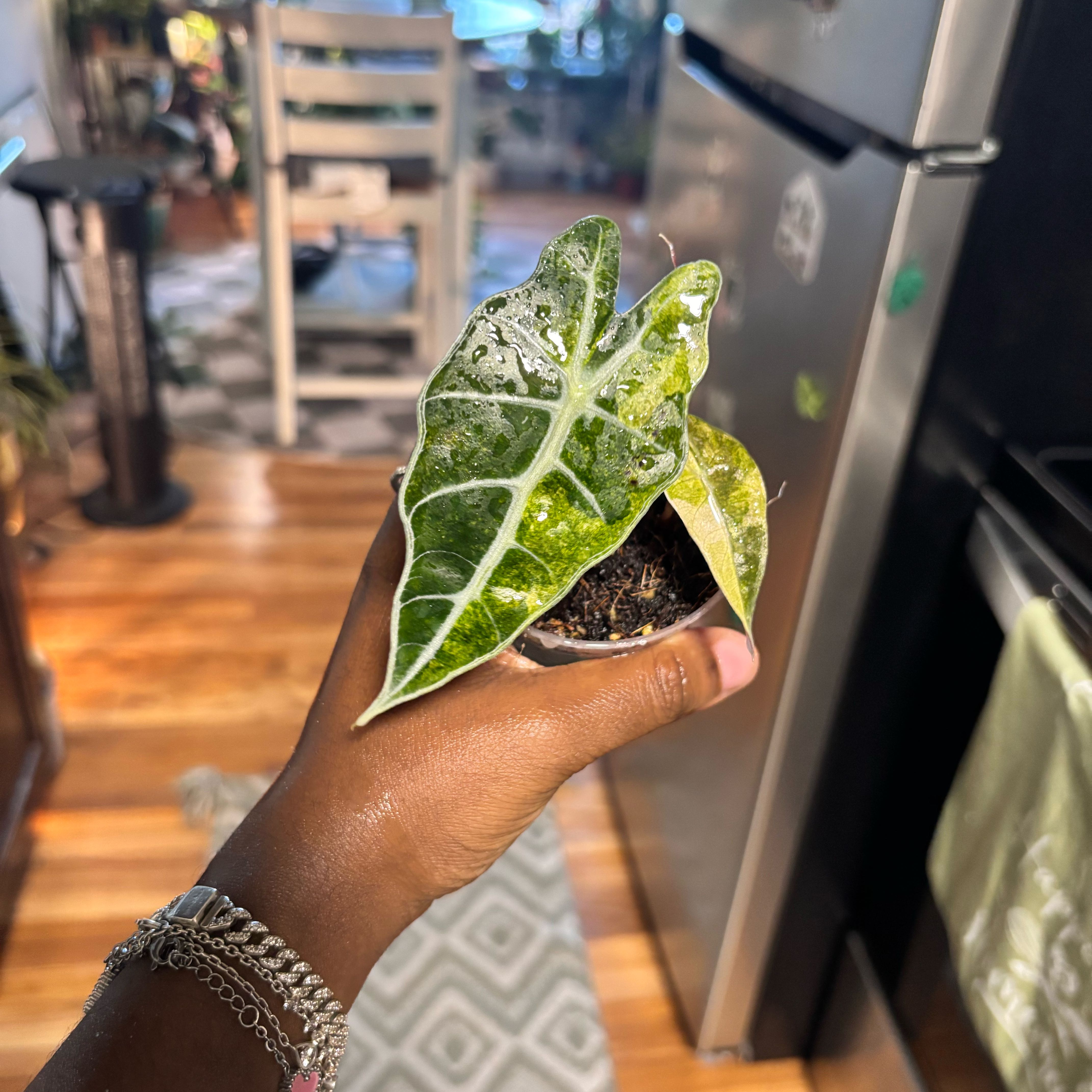 Photo of the plant species Alocasia Polly Aurea by @Plant-princesss named Anne on Greg, the plant care app