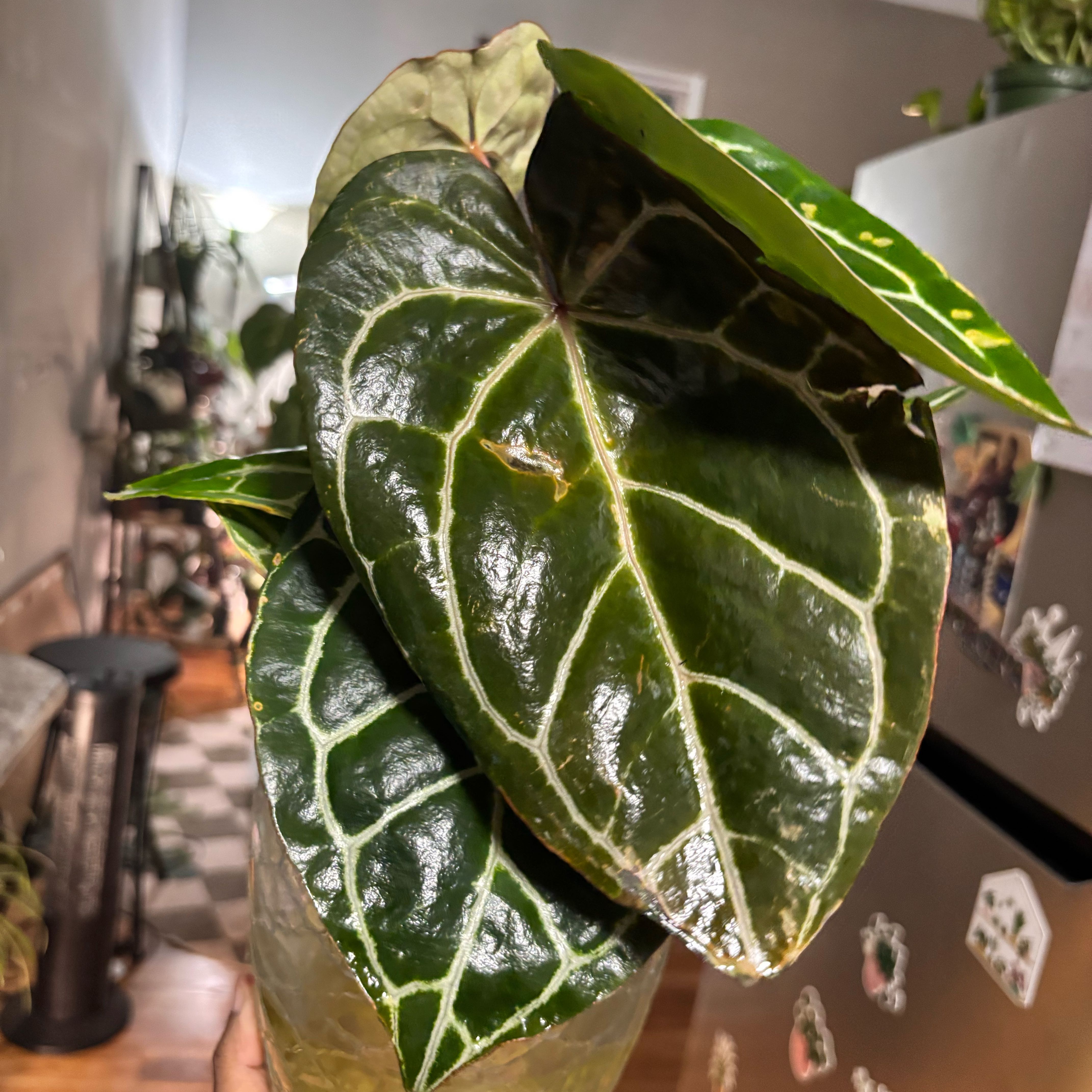 Photo of the plant species Anthurium Hybrid by @Plant-princesss named Girlfrond on Greg, the plant care app