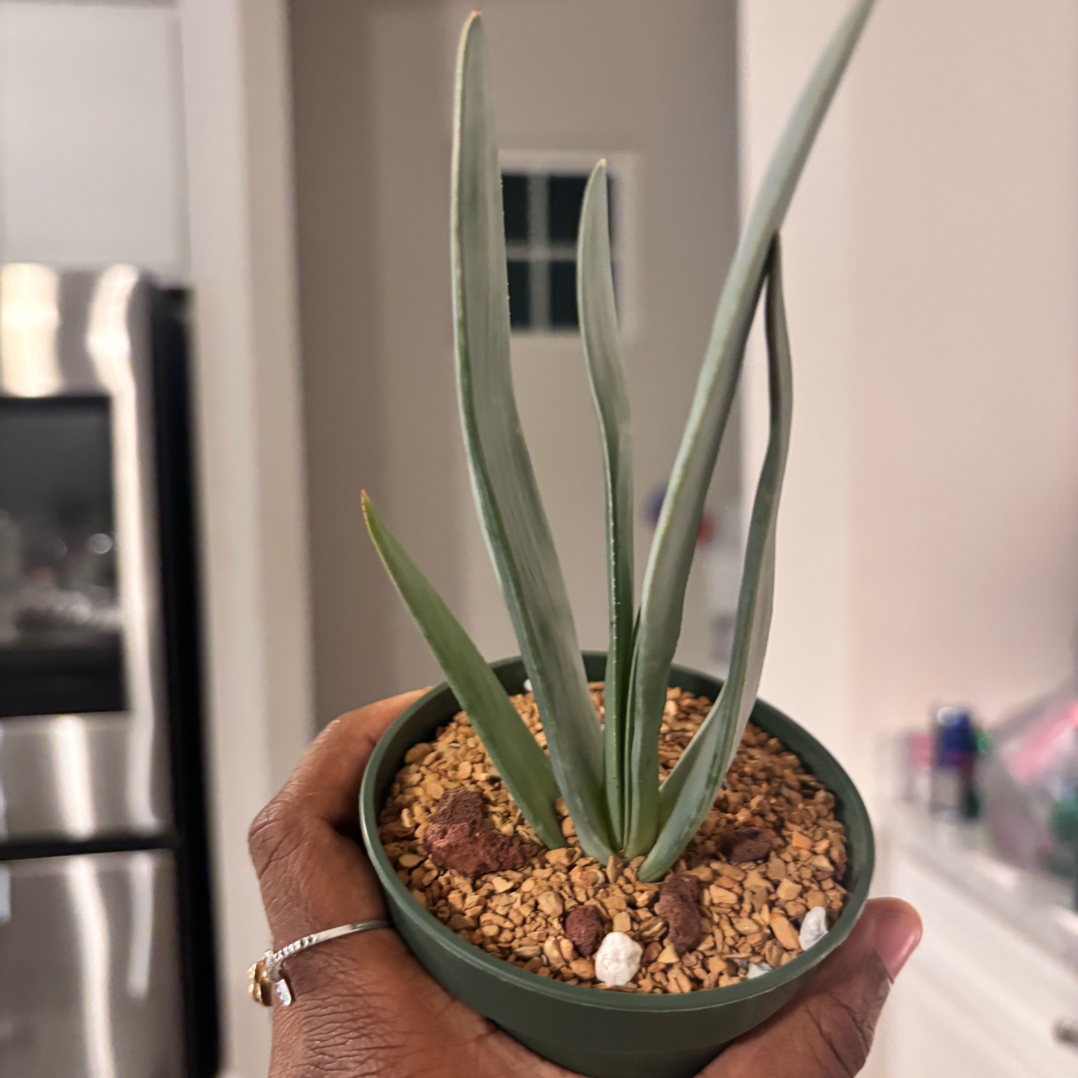 Photo of the plant species Fan Aloe by @Plant-princesss named Winston on Greg, the plant care app