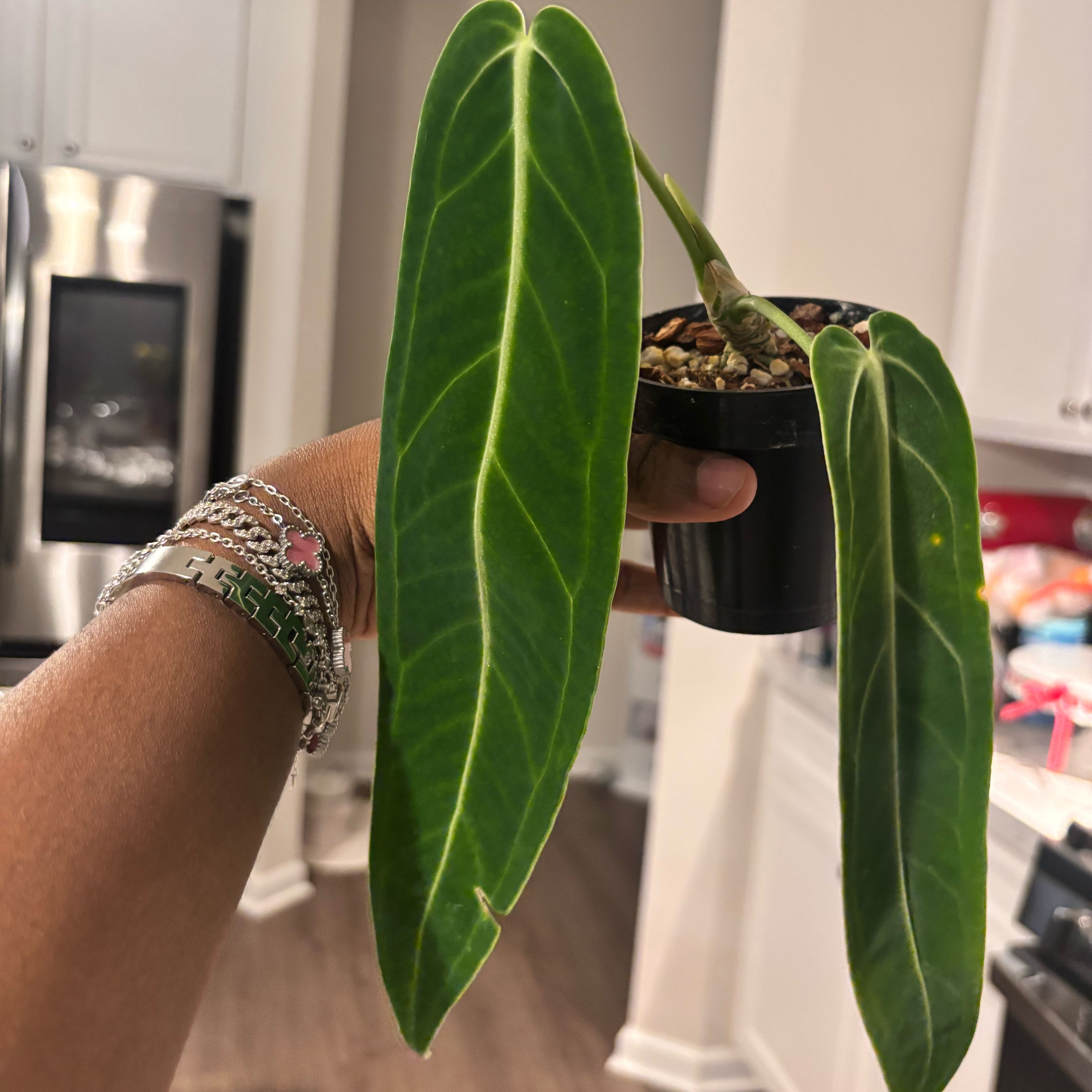 Photo of the plant species Anthurium warocqueanum by @Plant-princesss named Terra on Greg, the plant care app