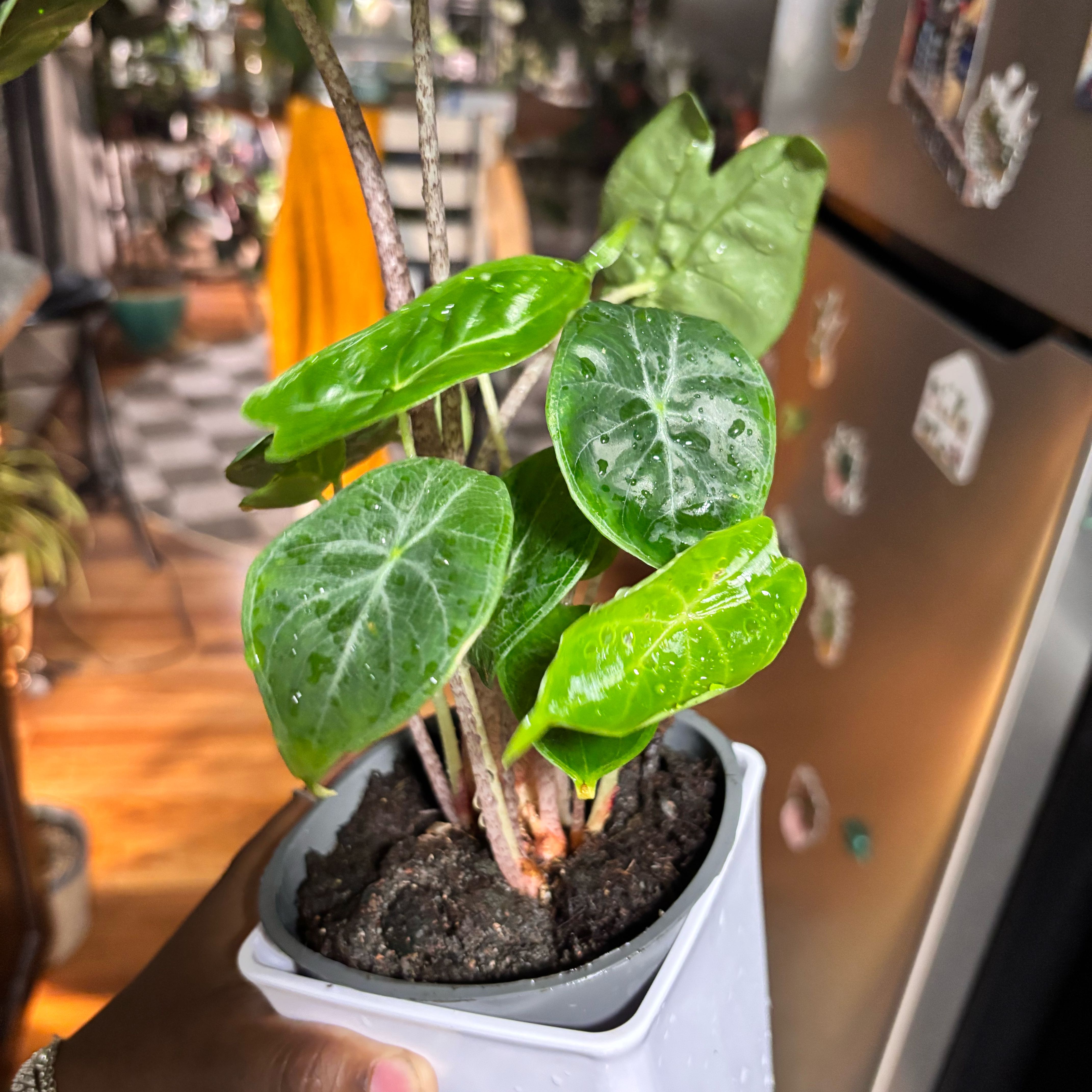Photo of the plant species Alocasia Pink Dragon by @Plant-princesss named Bruce Lee on Greg, the plant care app