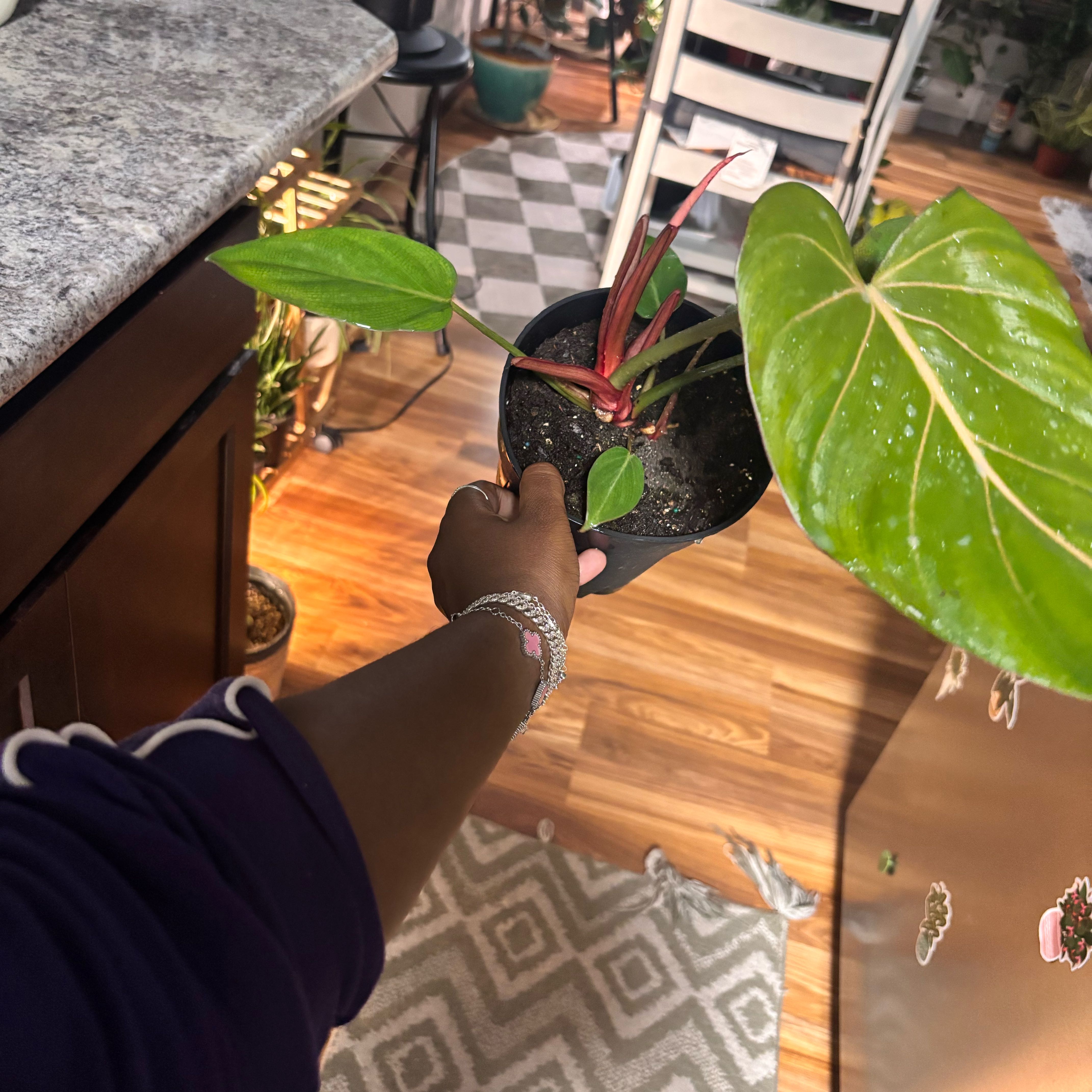 Photo of the plant species Philodendron 'Summer Glory' by @Plant-princesss named Queen on Greg, the plant care app