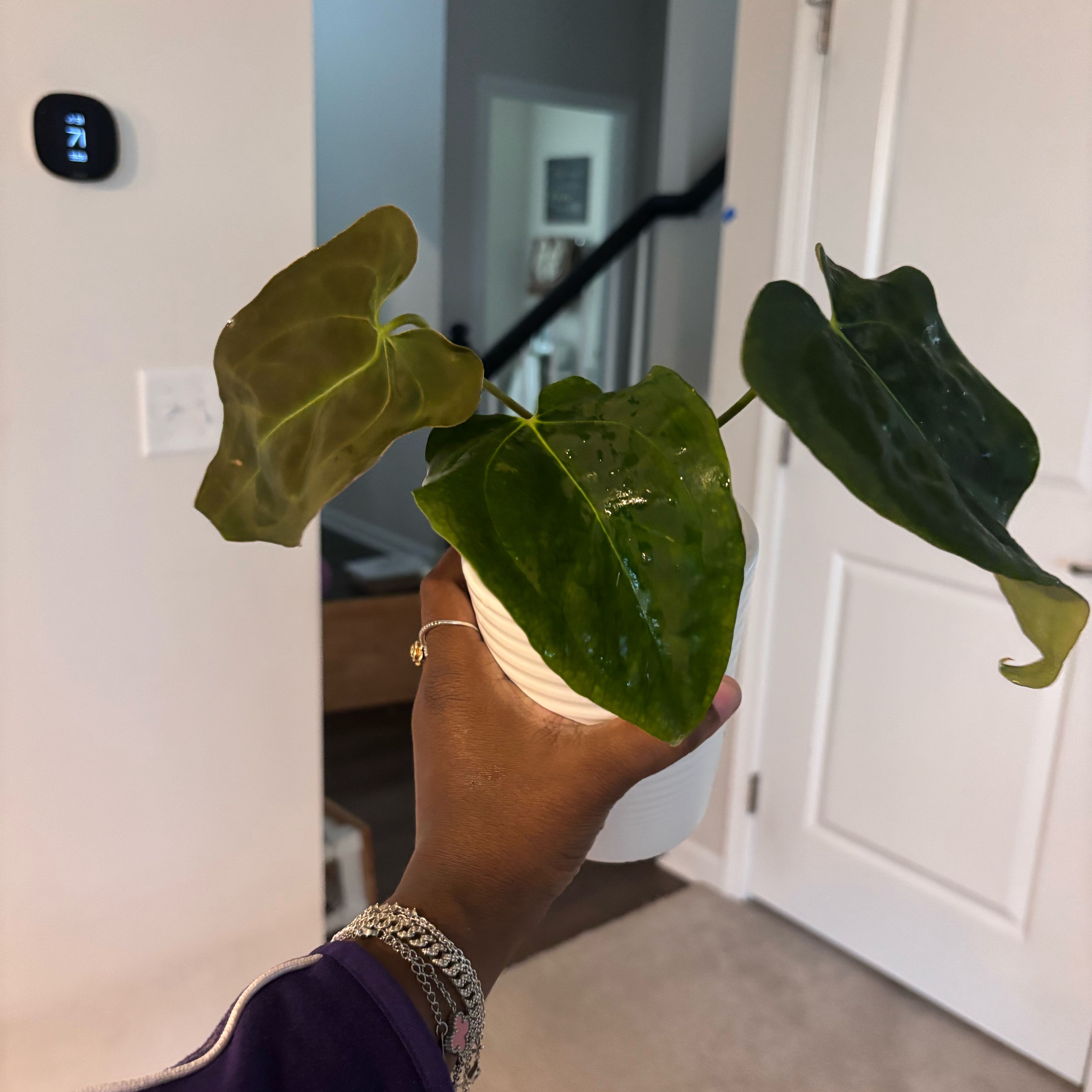 Photo of the plant species Anthurium NOID by @Plant-princesss named Maya on Greg, the plant care app