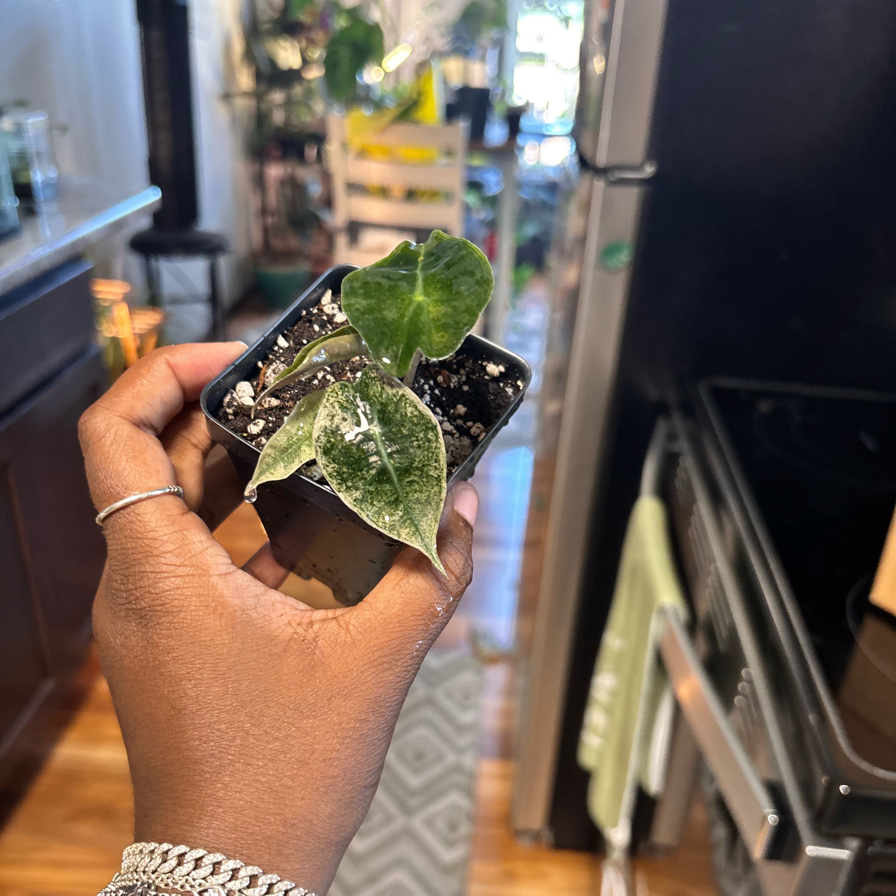 Photo of the plant species Pink Polly mint by @Plant-princesss named da Vinci on Greg, the plant care app