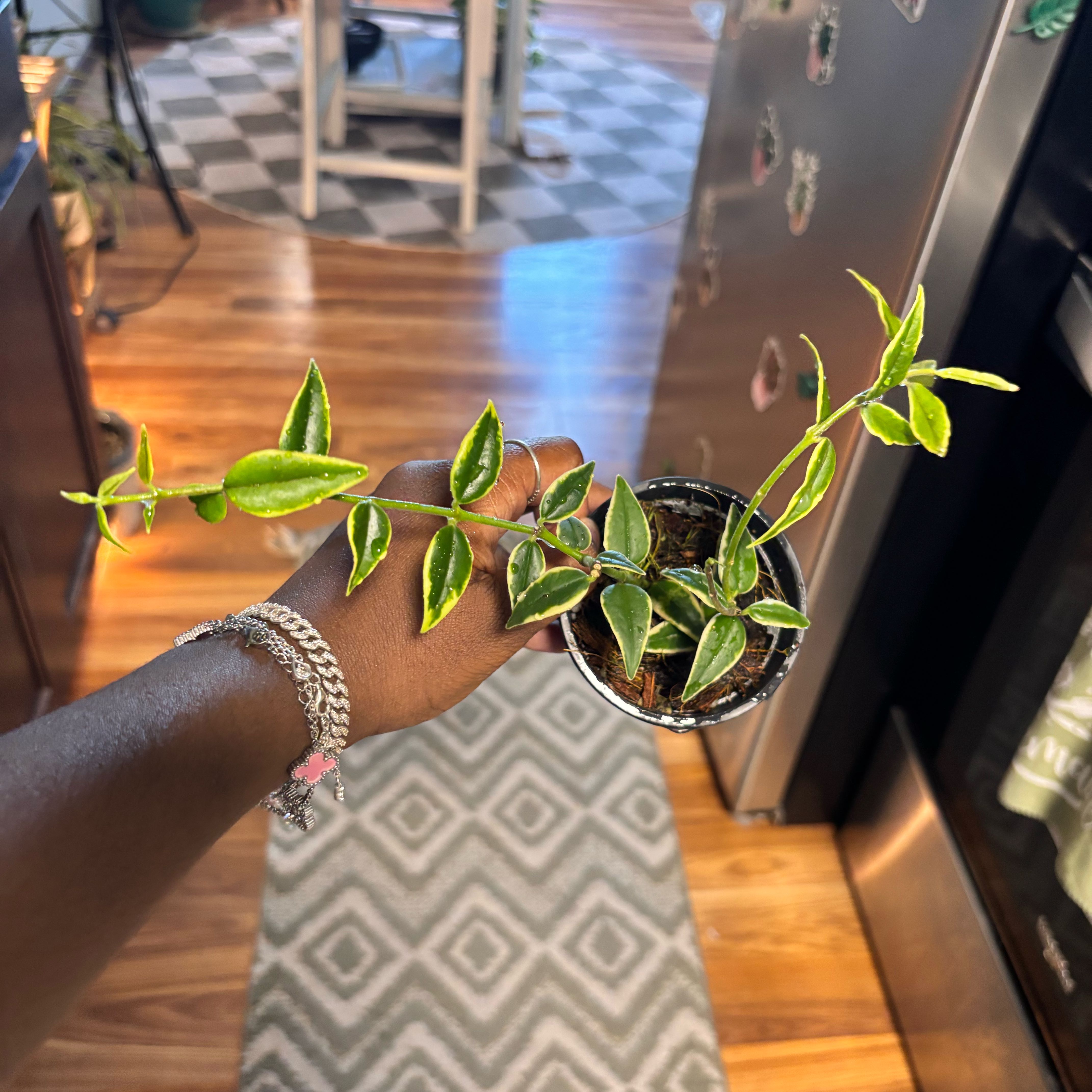 Photo of the plant species Hoya Bella Outer Variegated by @Plant-princesss named Gaga on Greg, the plant care app
