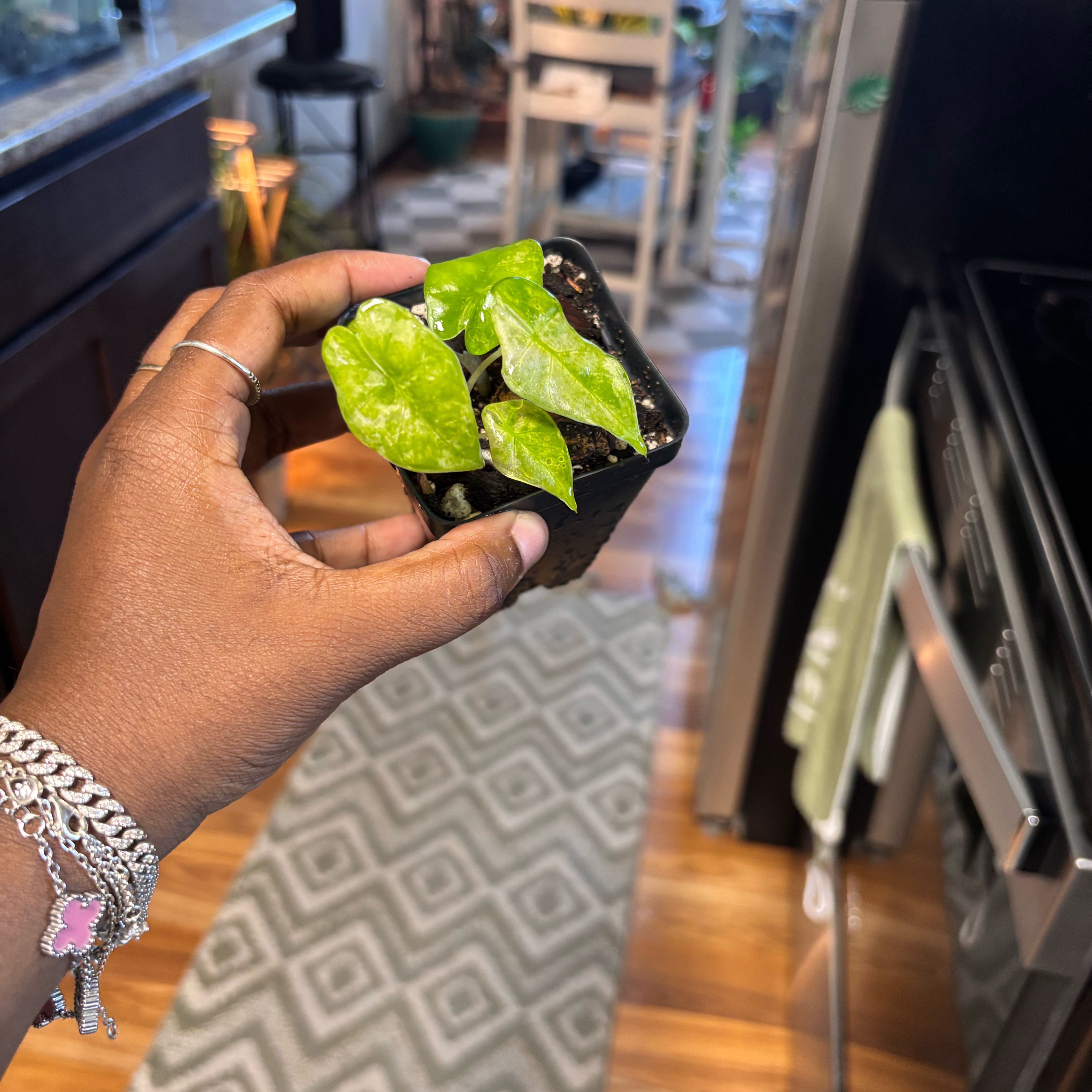 Photo of the plant species alocasia odora by @Plant-princesss named Miley on Greg, the plant care app