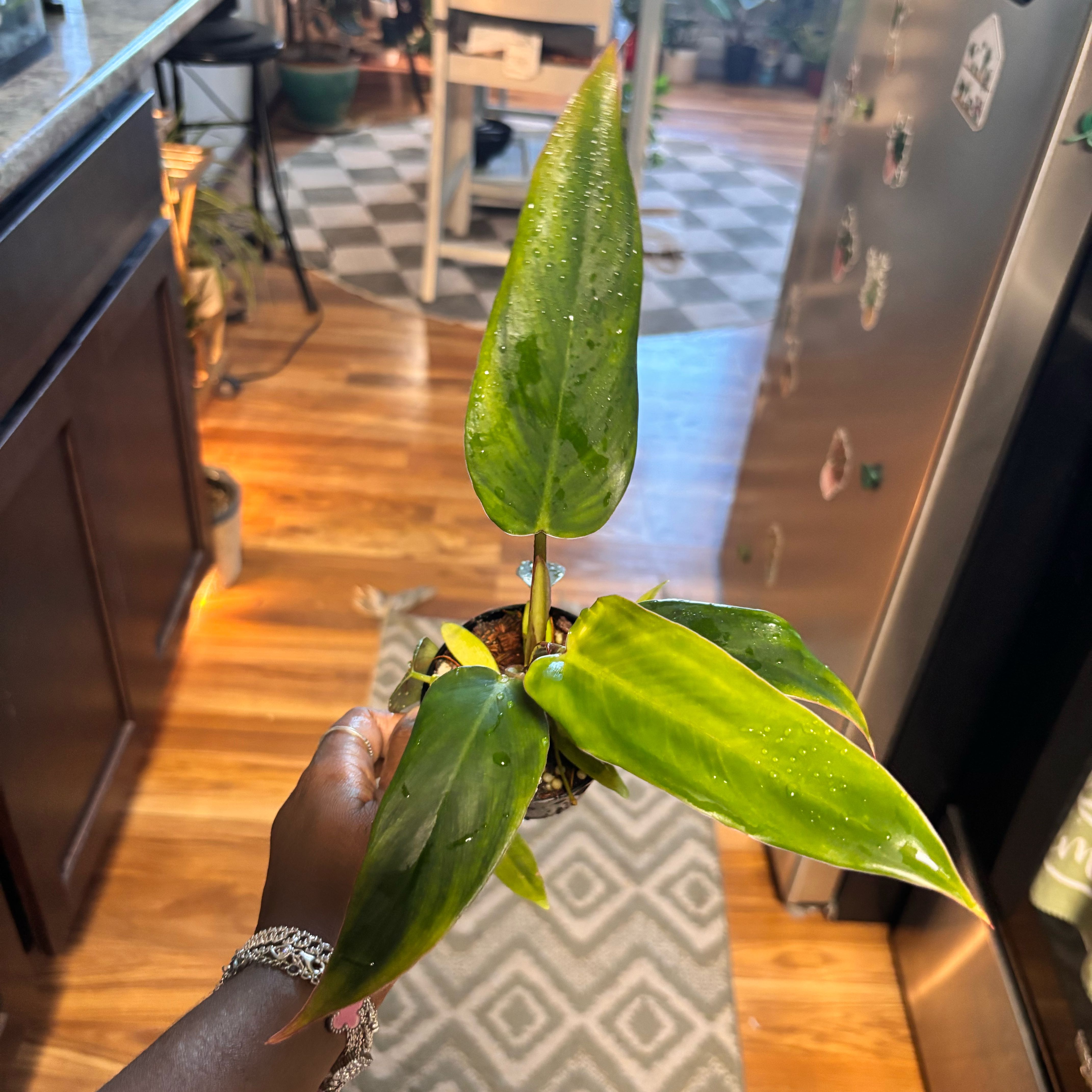 Photo of the plant species Philodendron Ruizii by @Plant-princesss named Shakira on Greg, the plant care app