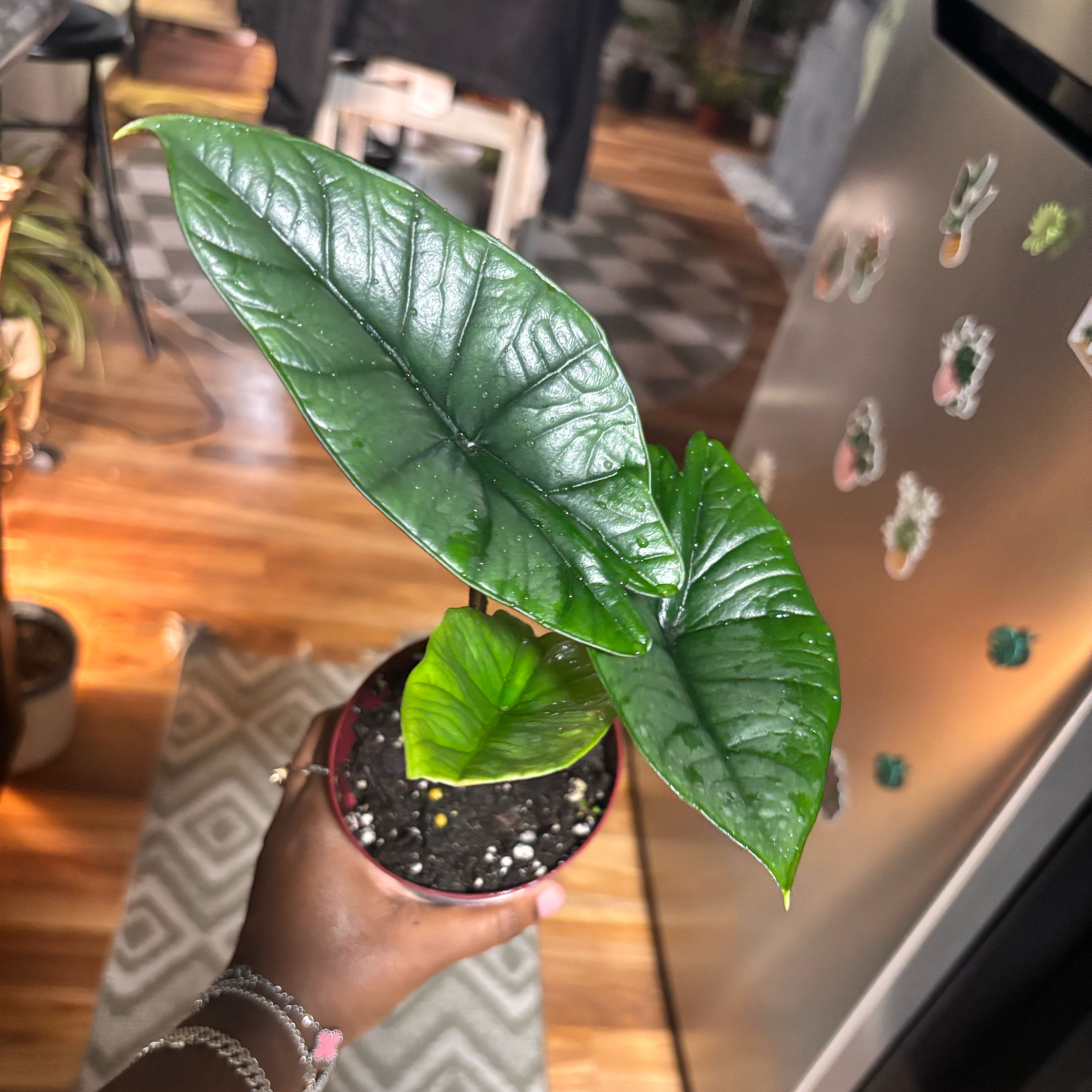 Photo of the plant species Alocasia Bisma by @Plant-princesss named Ronaldo on Greg, the plant care app