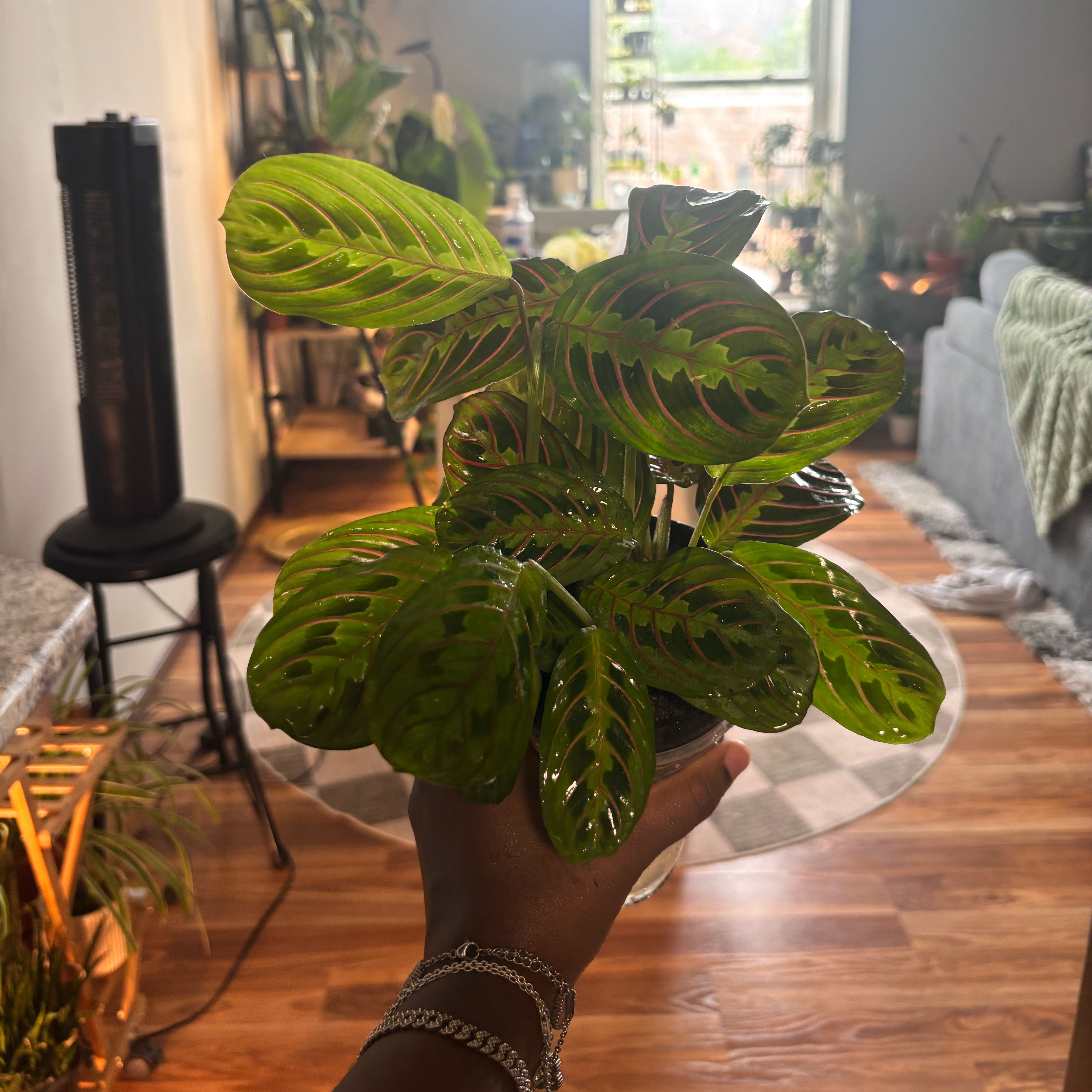 Photo of the plant species Prayer Plant by @Plant-princesss named Huckleberry Fern on Greg, the plant care app