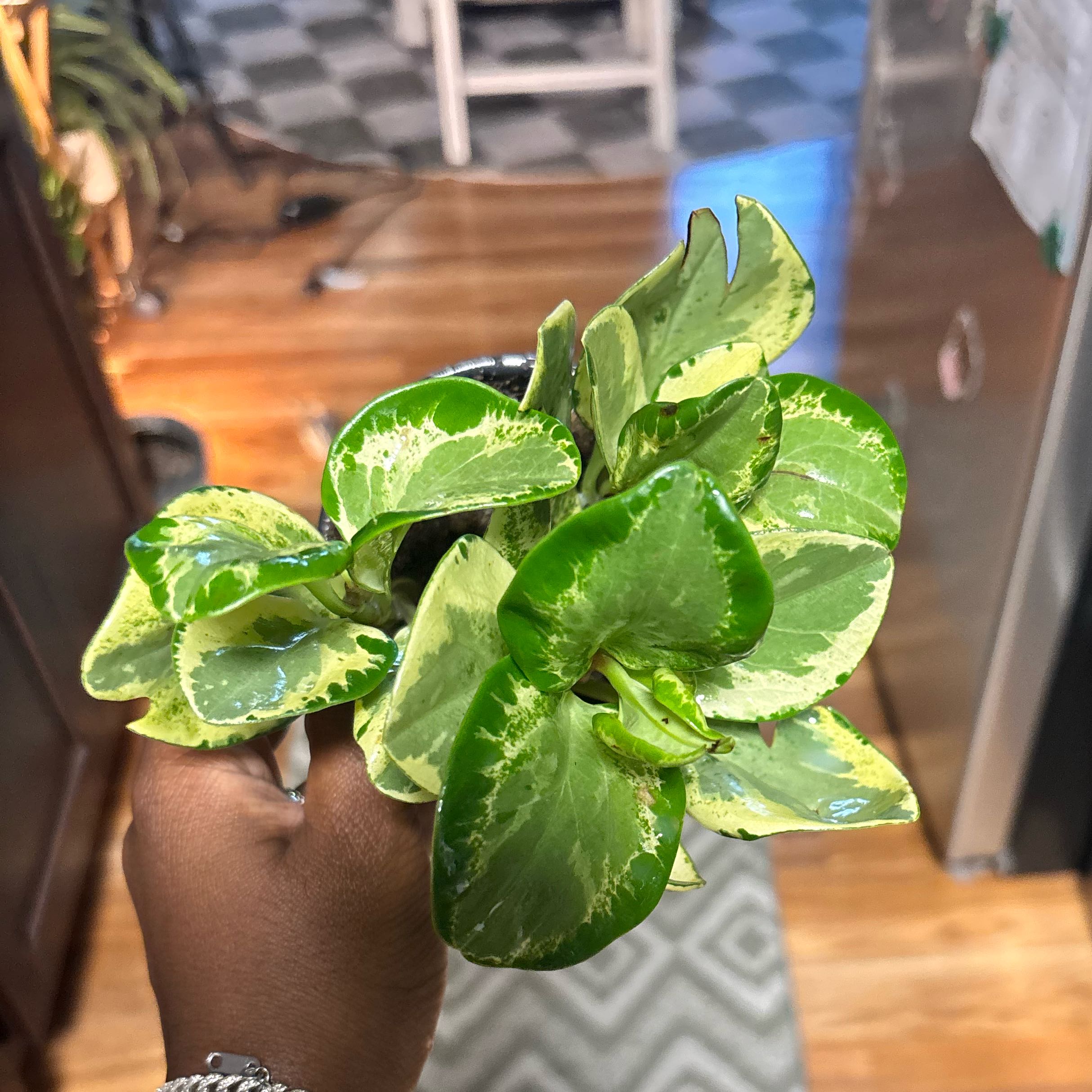 Photo of the plant species Variegated Baby Rubber Plant by @Plant-princesss named Khaleesi on Greg, the plant care app