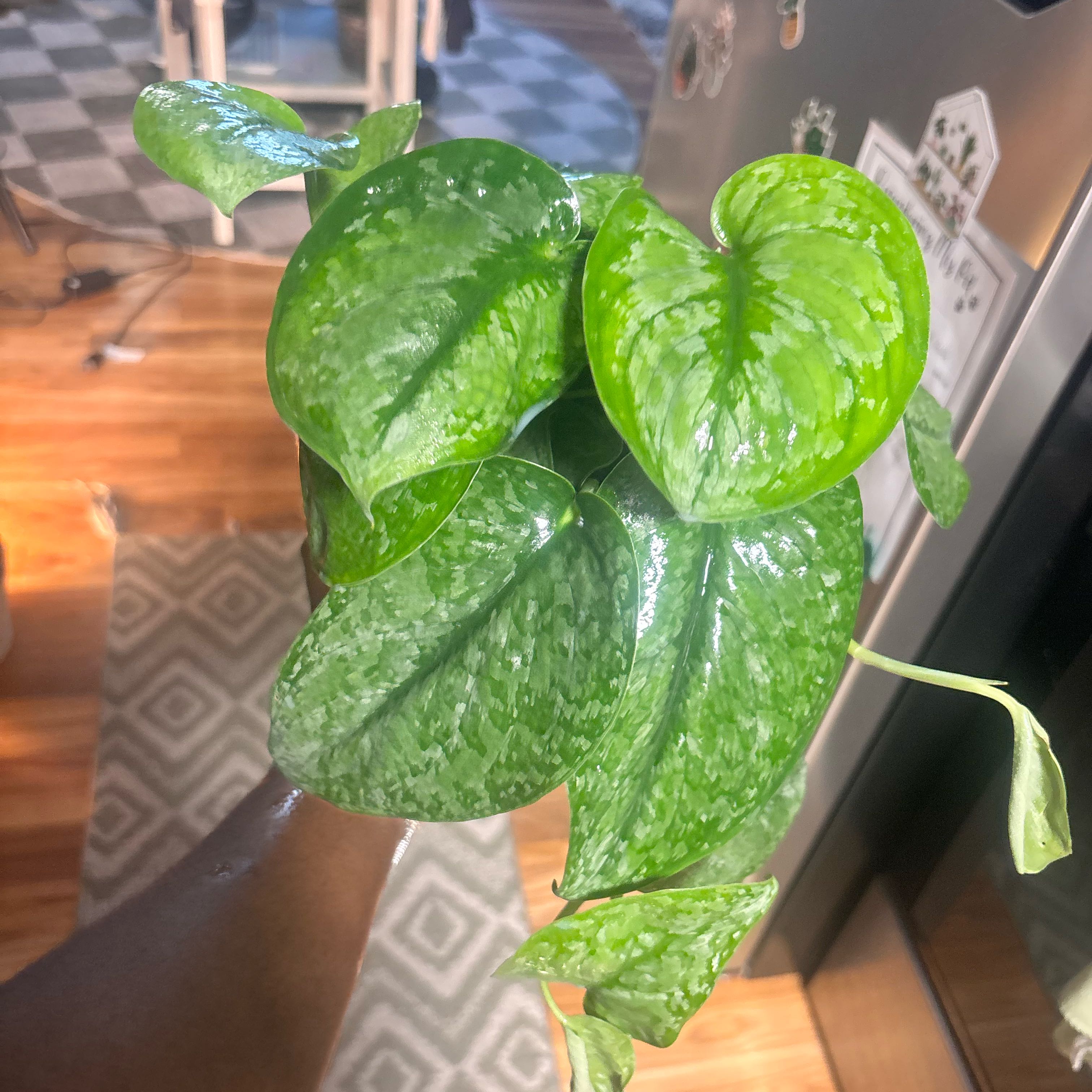 Photo of the plant species Scindapsus 'Mount Salak' by @Plant-princesss named Homer on Greg, the plant care app