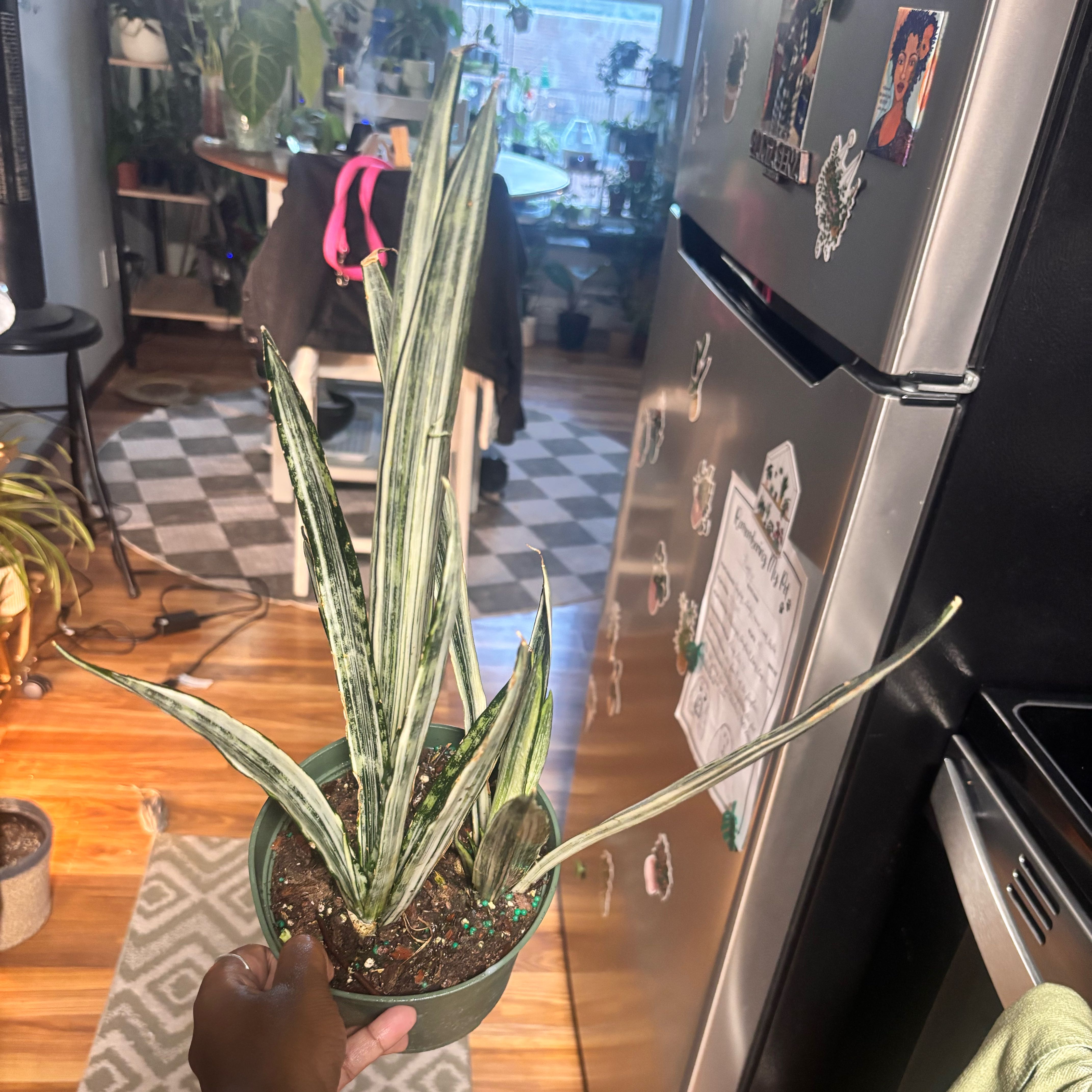 Photo of the plant species White Sansevieria by @Plant-princesss named Rihanna on Greg, the plant care app