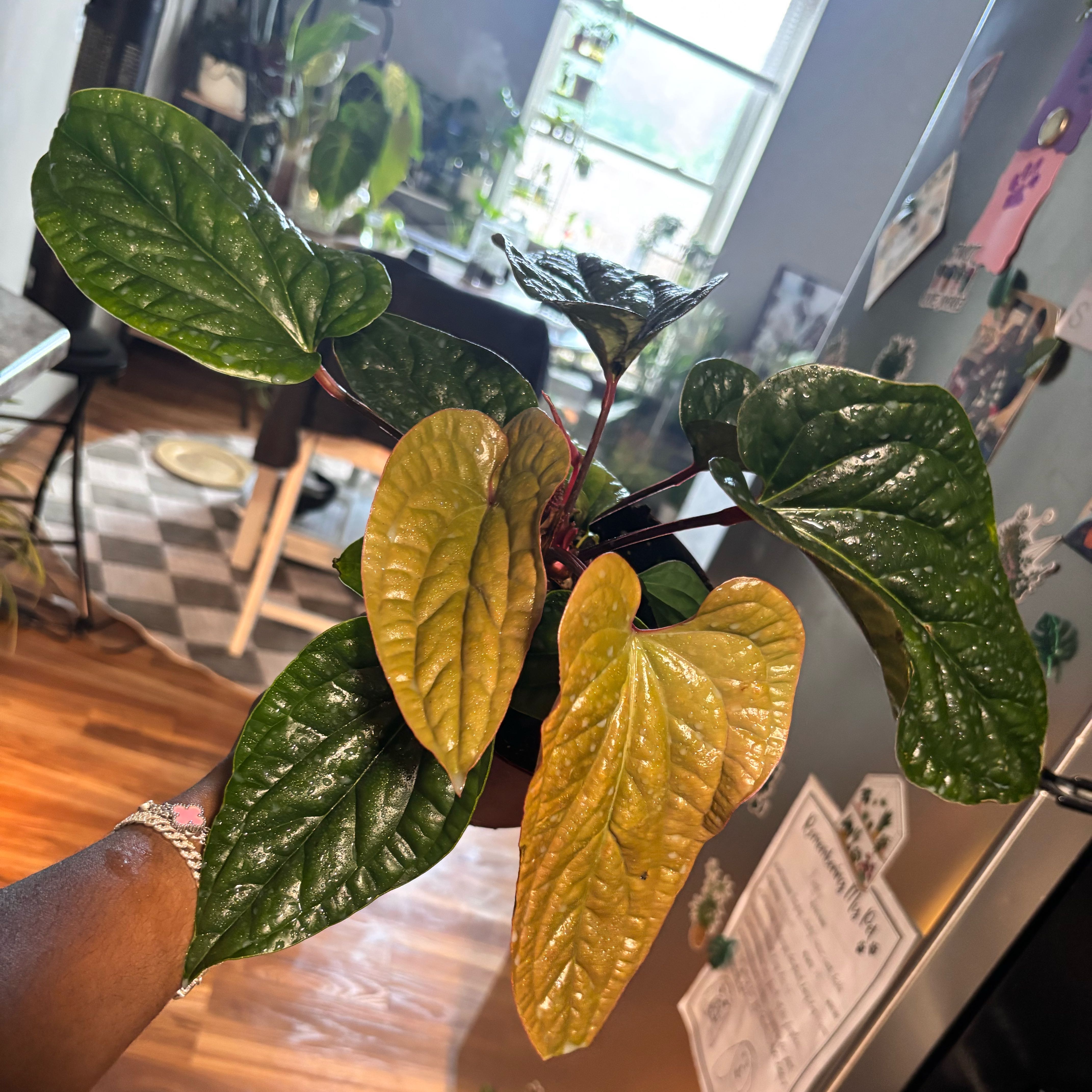 Photo of the plant species Anthurium Radicans x Luxurians by @Plant-princesss named Dax on Greg, the plant care app