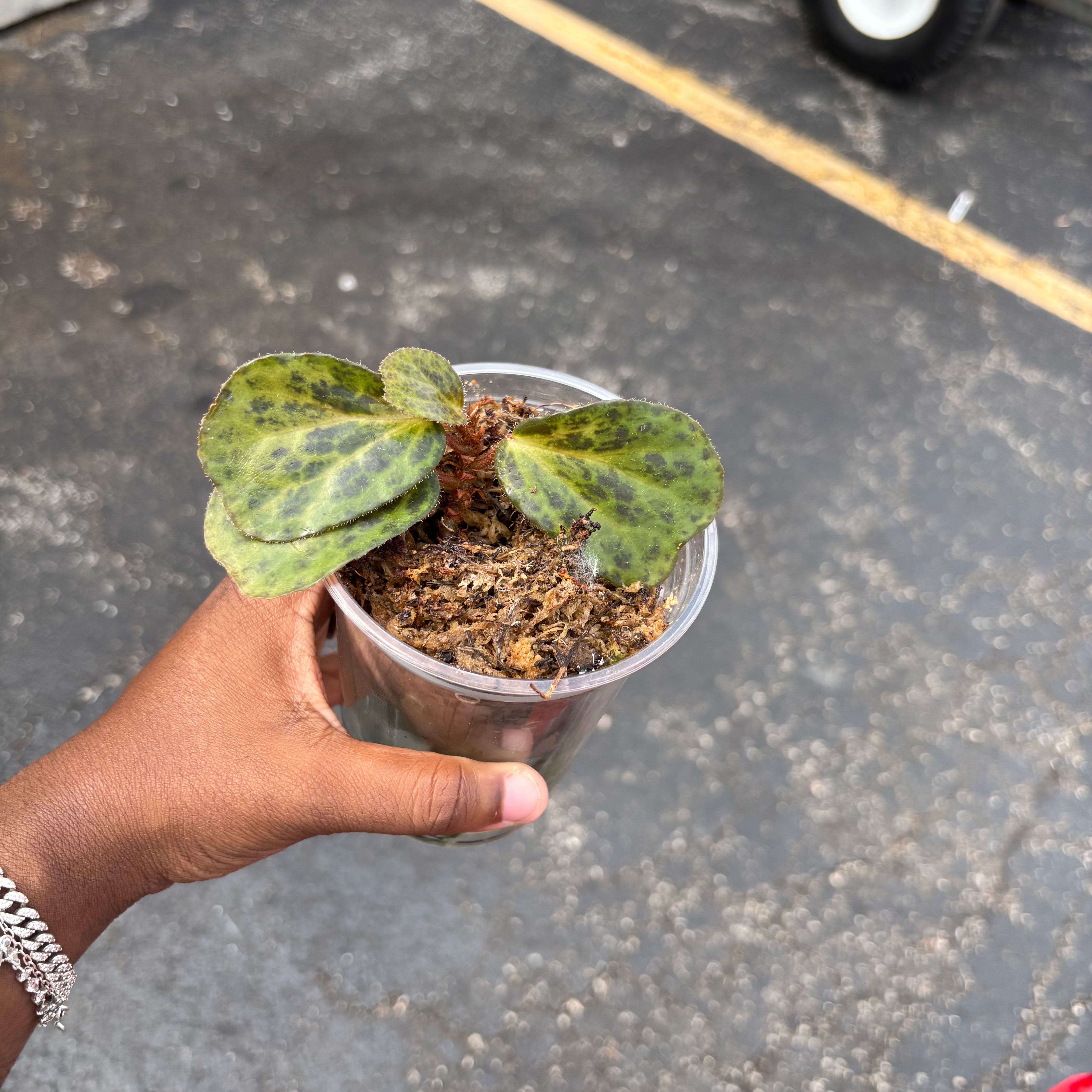 Photo of the plant species Begonia blancii by @Plant-princesss named Beyonce on Greg, the plant care app