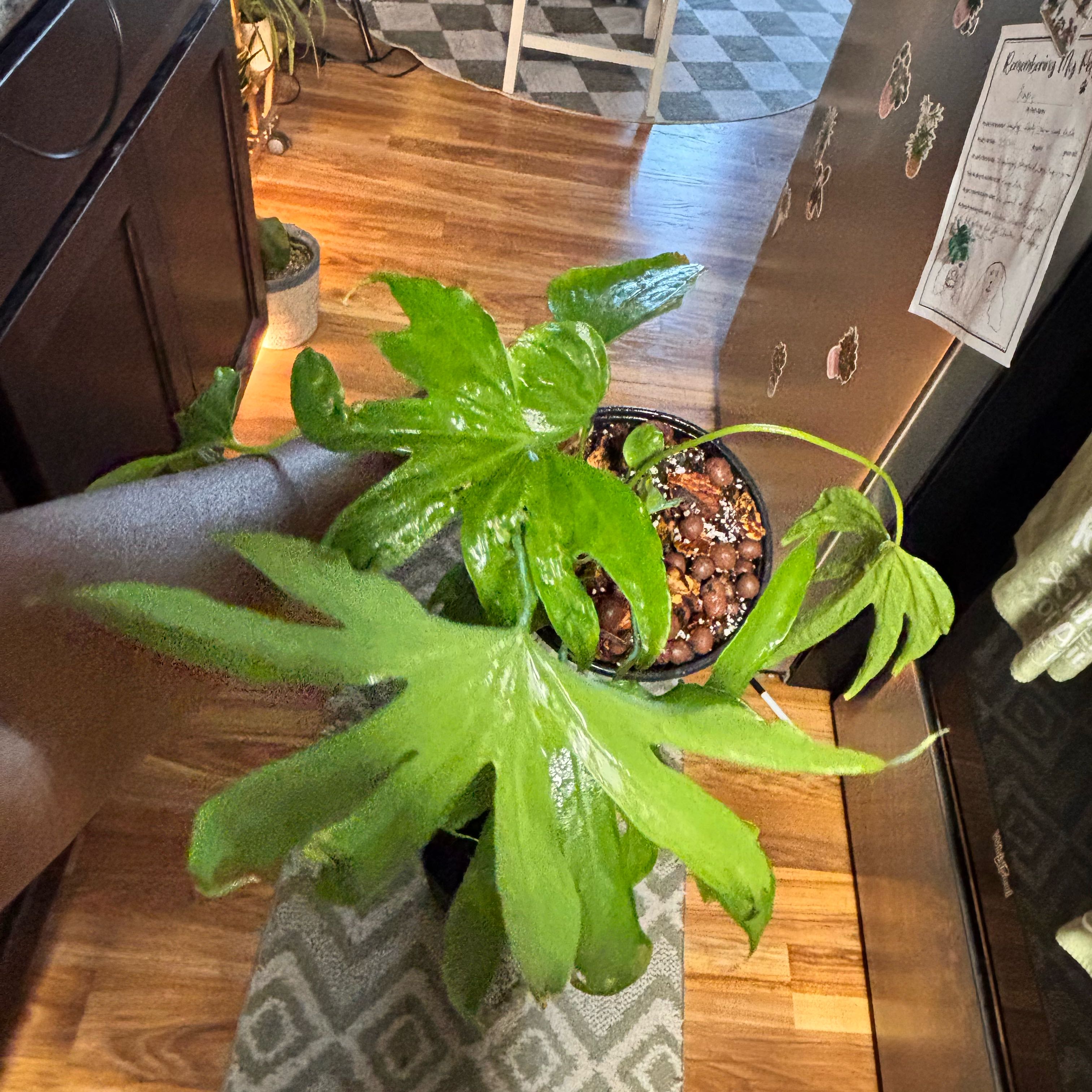 Photo of the plant species Anthurium Fingers by @Plant-princesss named Gobi on Greg, the plant care app