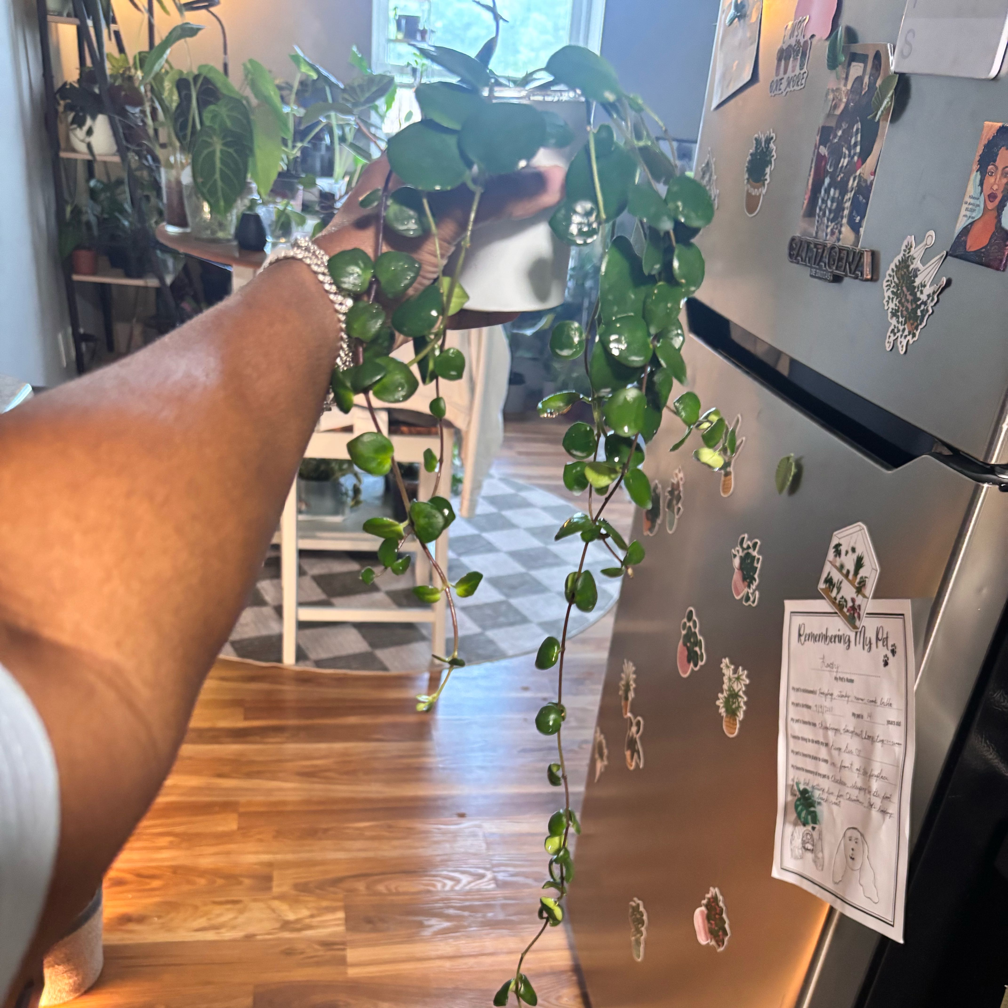 Photo of the plant species Aeschynanthus 'Thai Pink' by @Plant-princesss named Beckham on Greg, the plant care app