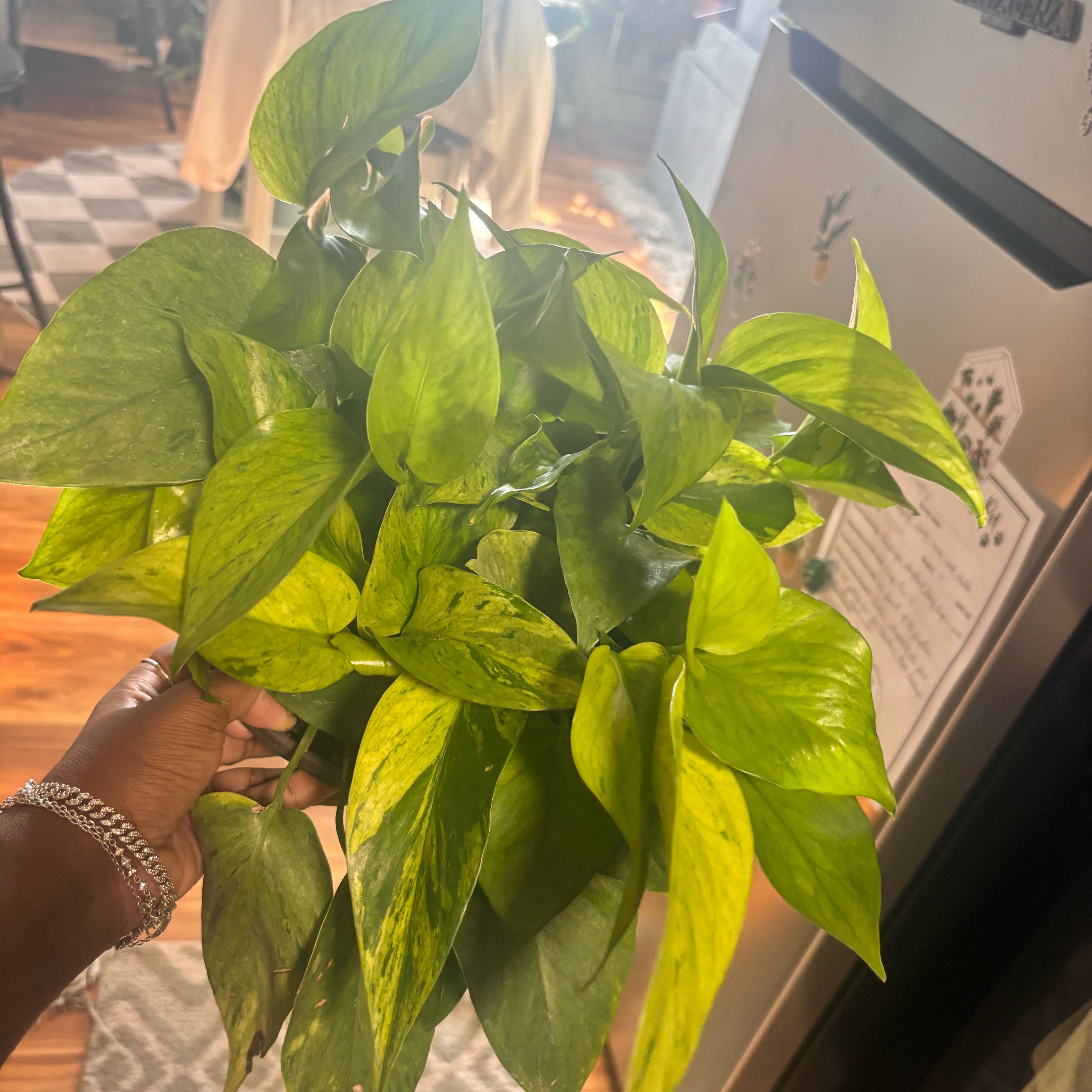 Photo of the plant species Jessenia Pothos by @Plant-princesss named Sage on Greg, the plant care app