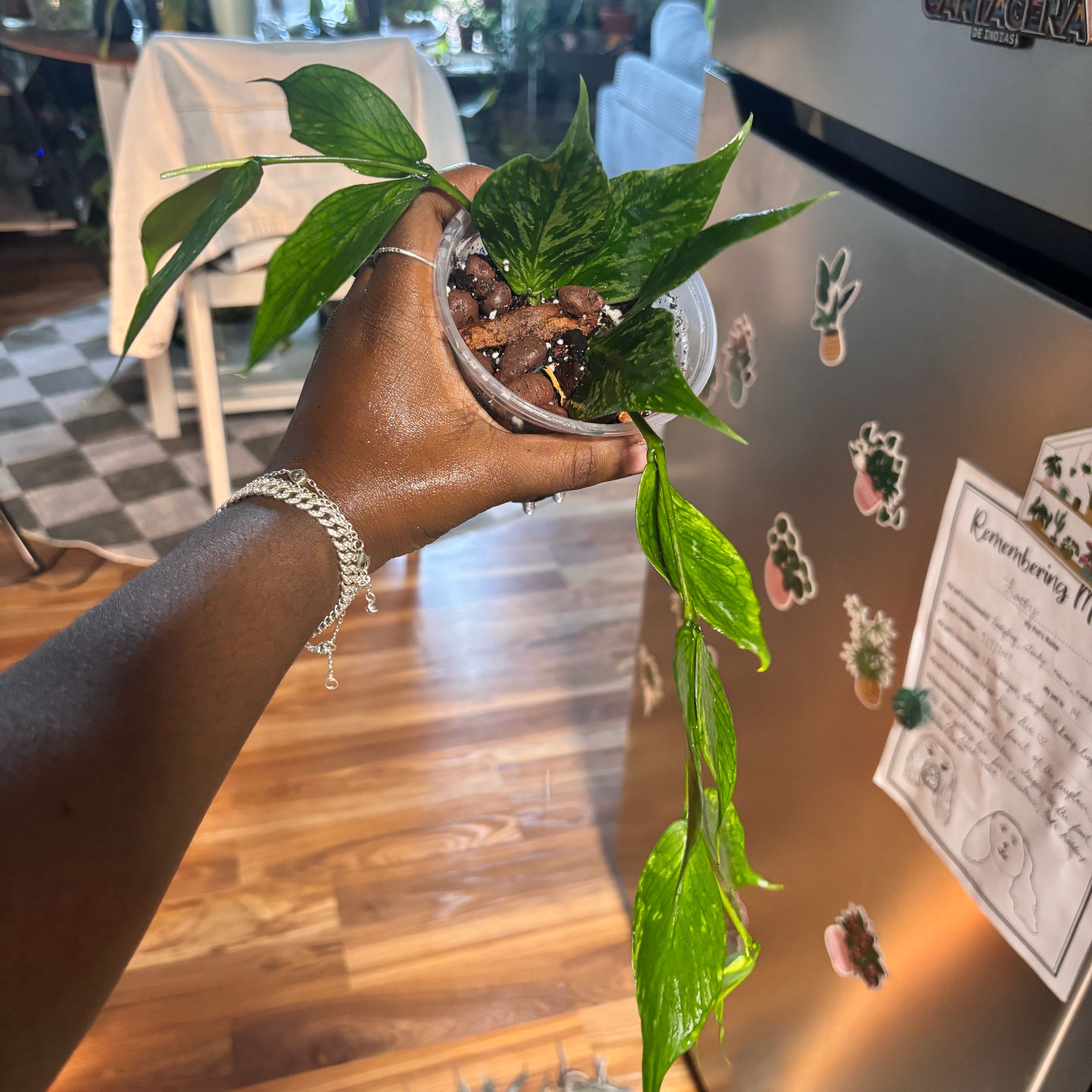 Photo of the plant species Broget Hoya by @Plant-princesss named Luna on Greg, the plant care app