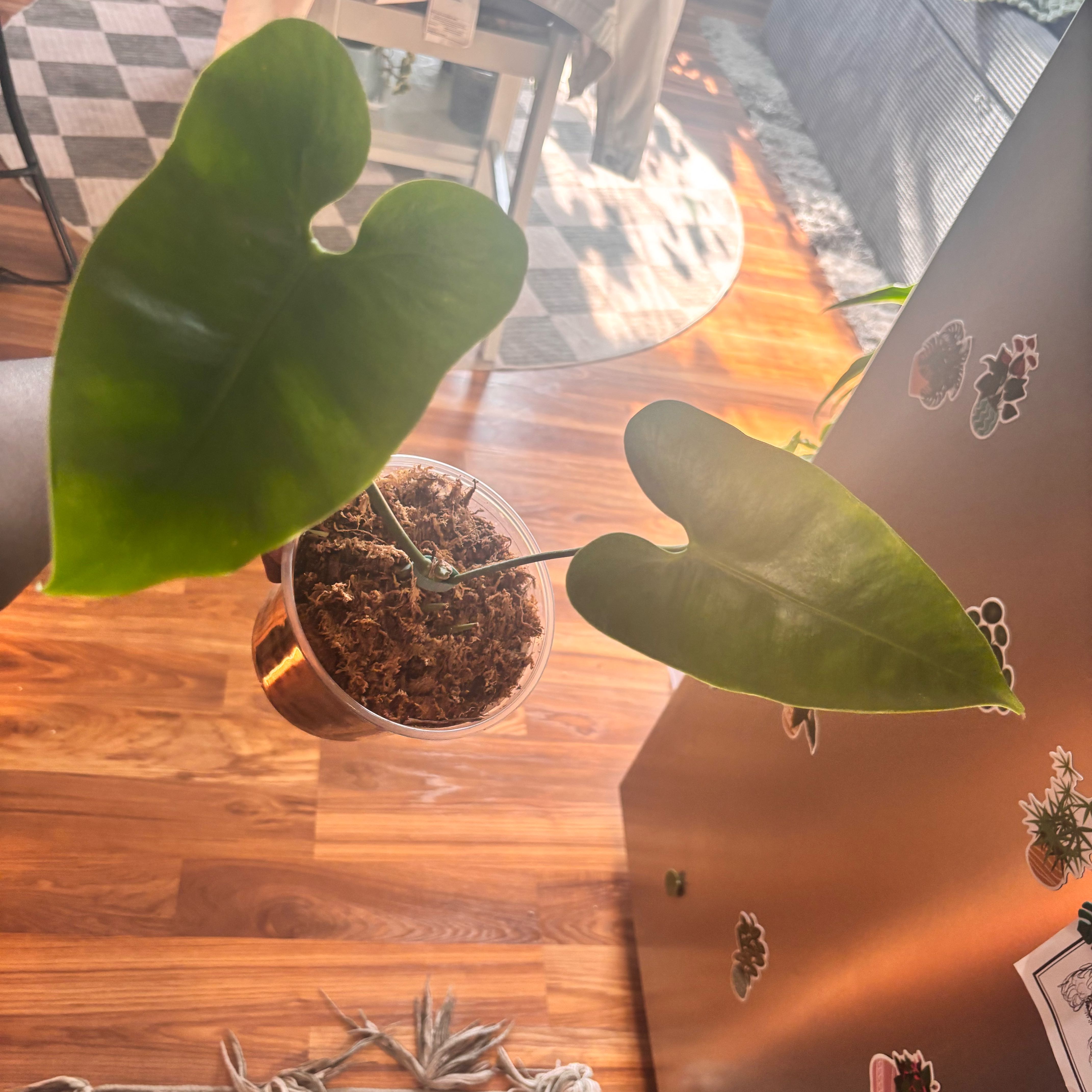 Photo of the plant species Anthurium NOID by @Plant-princesss named Austen on Greg, the plant care app