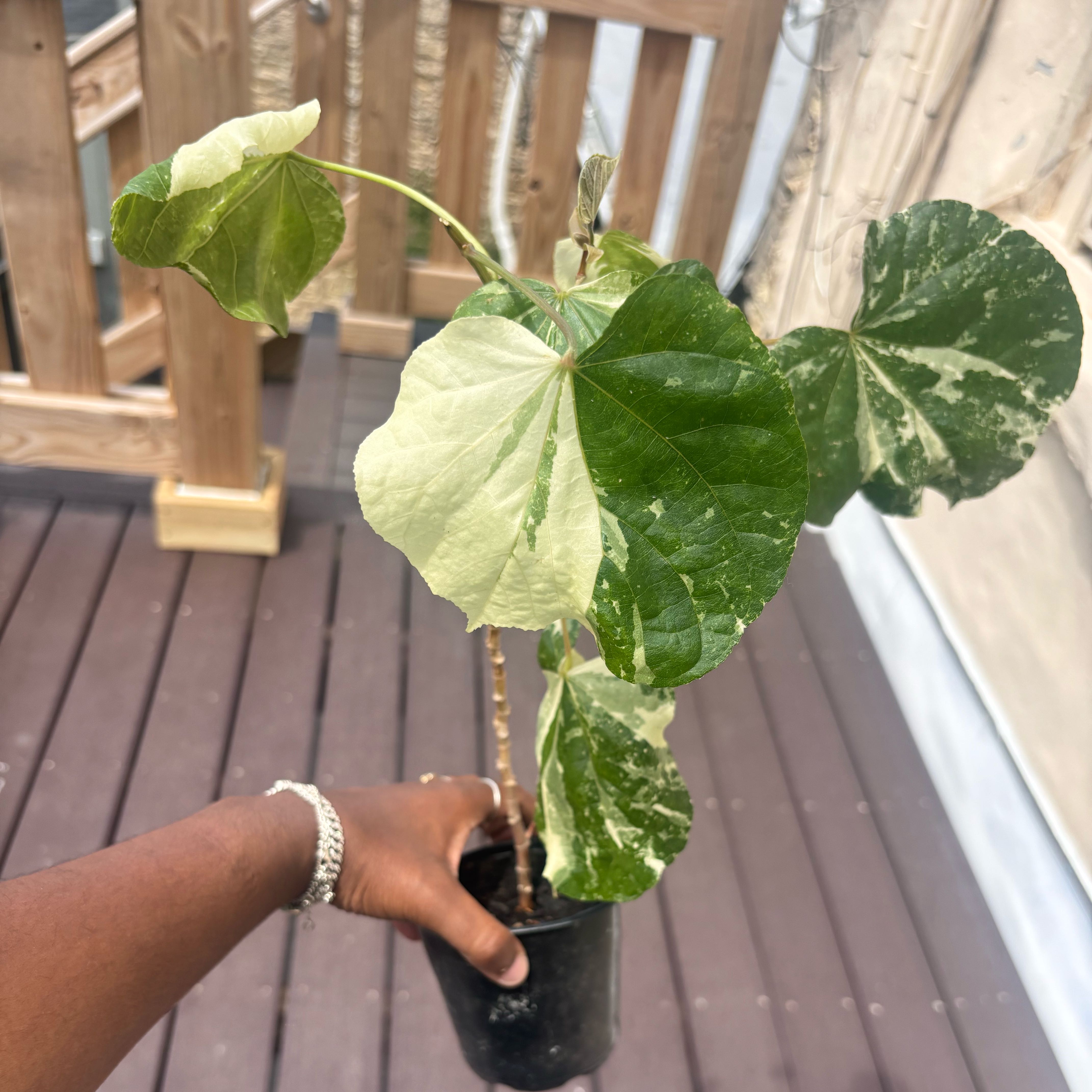 Photo of the plant species Tri-colour Variegated Hibiscus by @Plant-princesss named Leaf Erickson on Greg, the plant care app